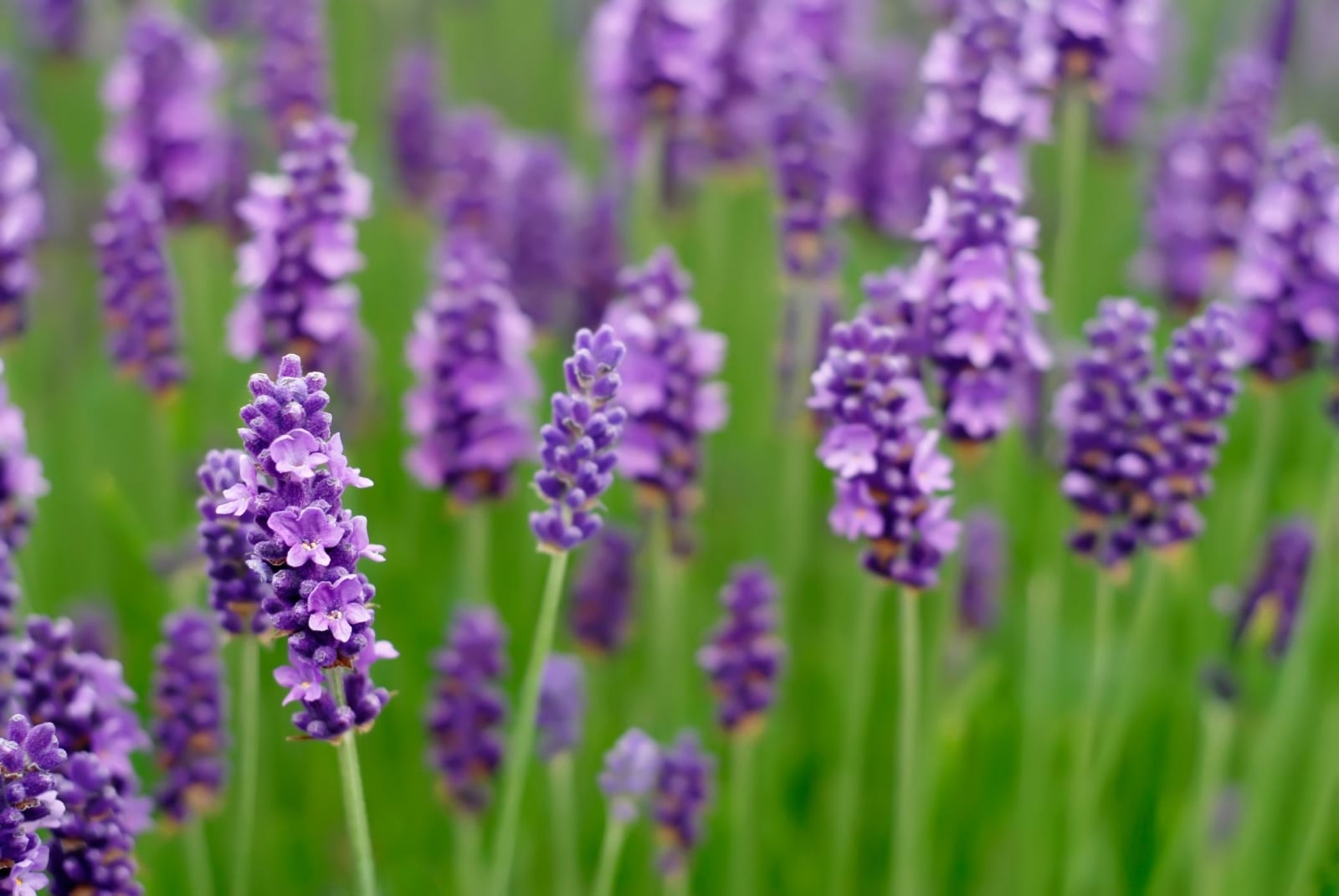 flores-lavanda-XxXx80