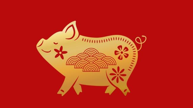 cerdo04