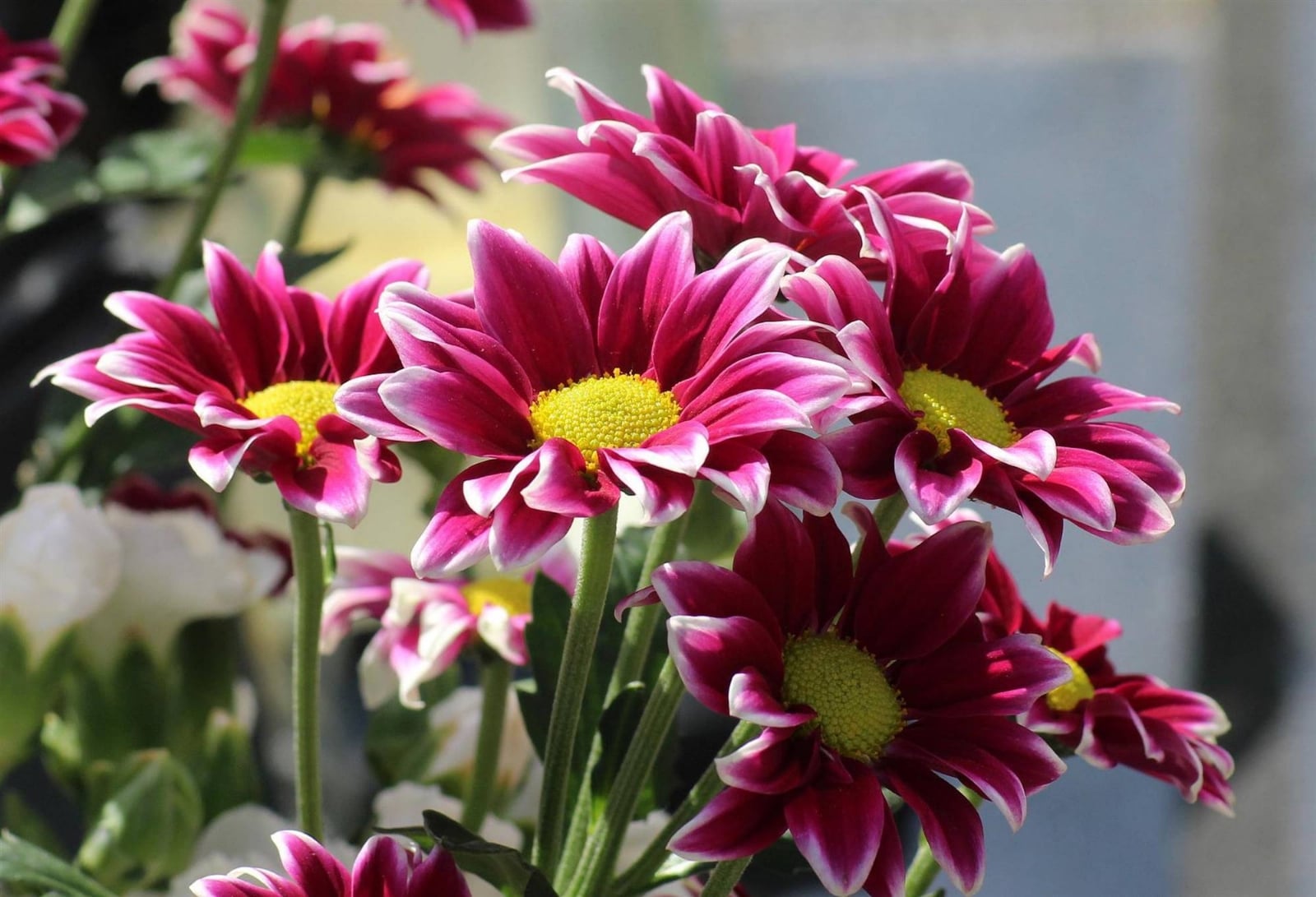 gazanias_ea60901d_2000x1364