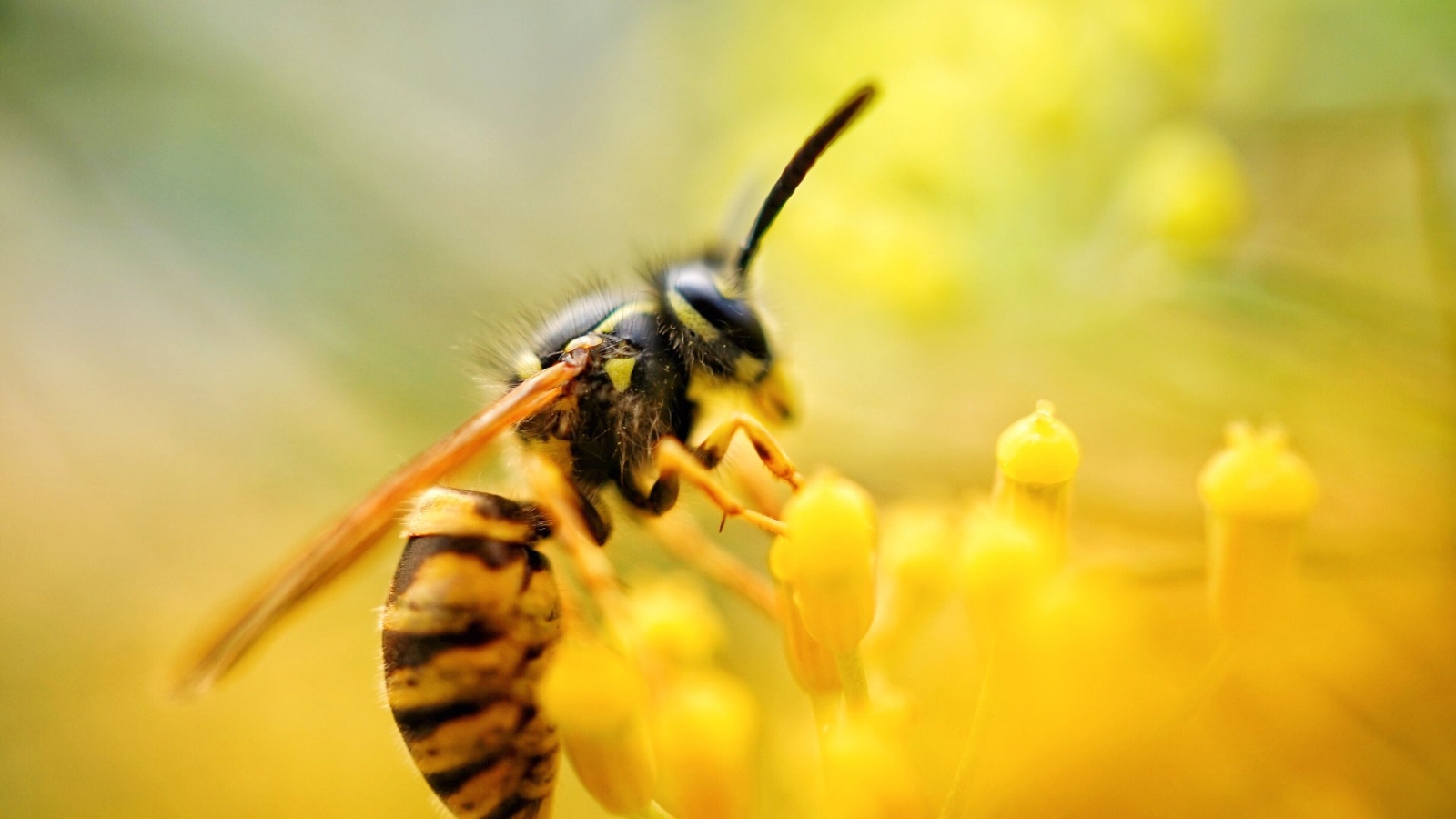 plantas-repelentes-de-avispas