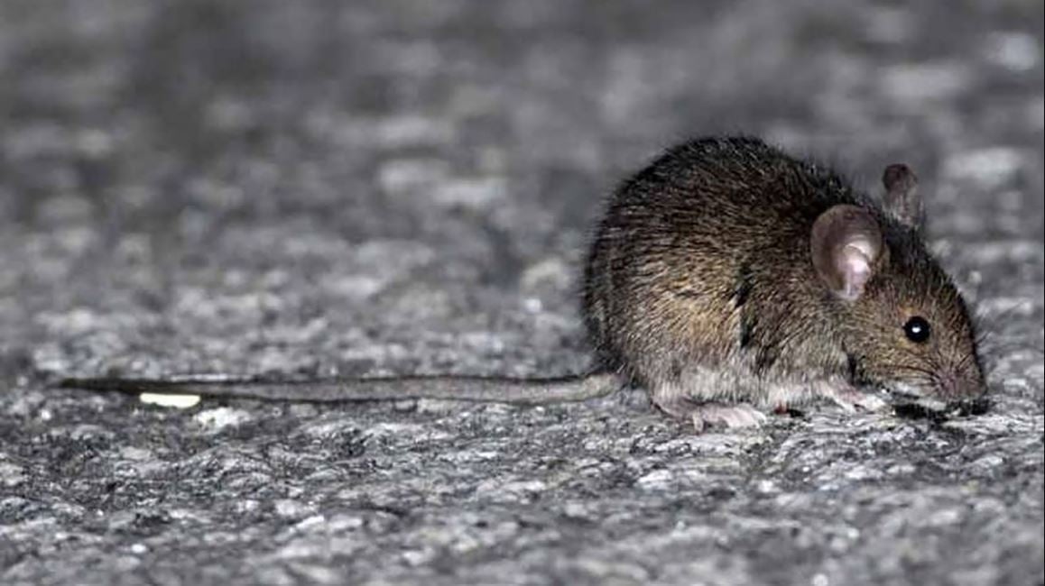 hantavirus infobae