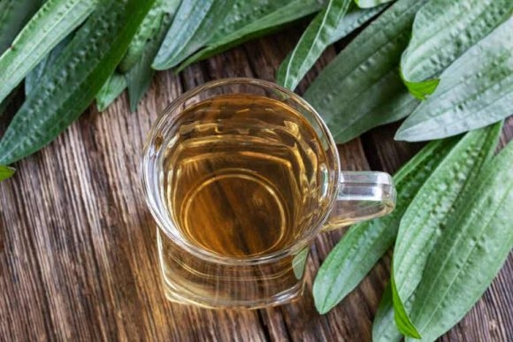 té-de-llantén-580x387