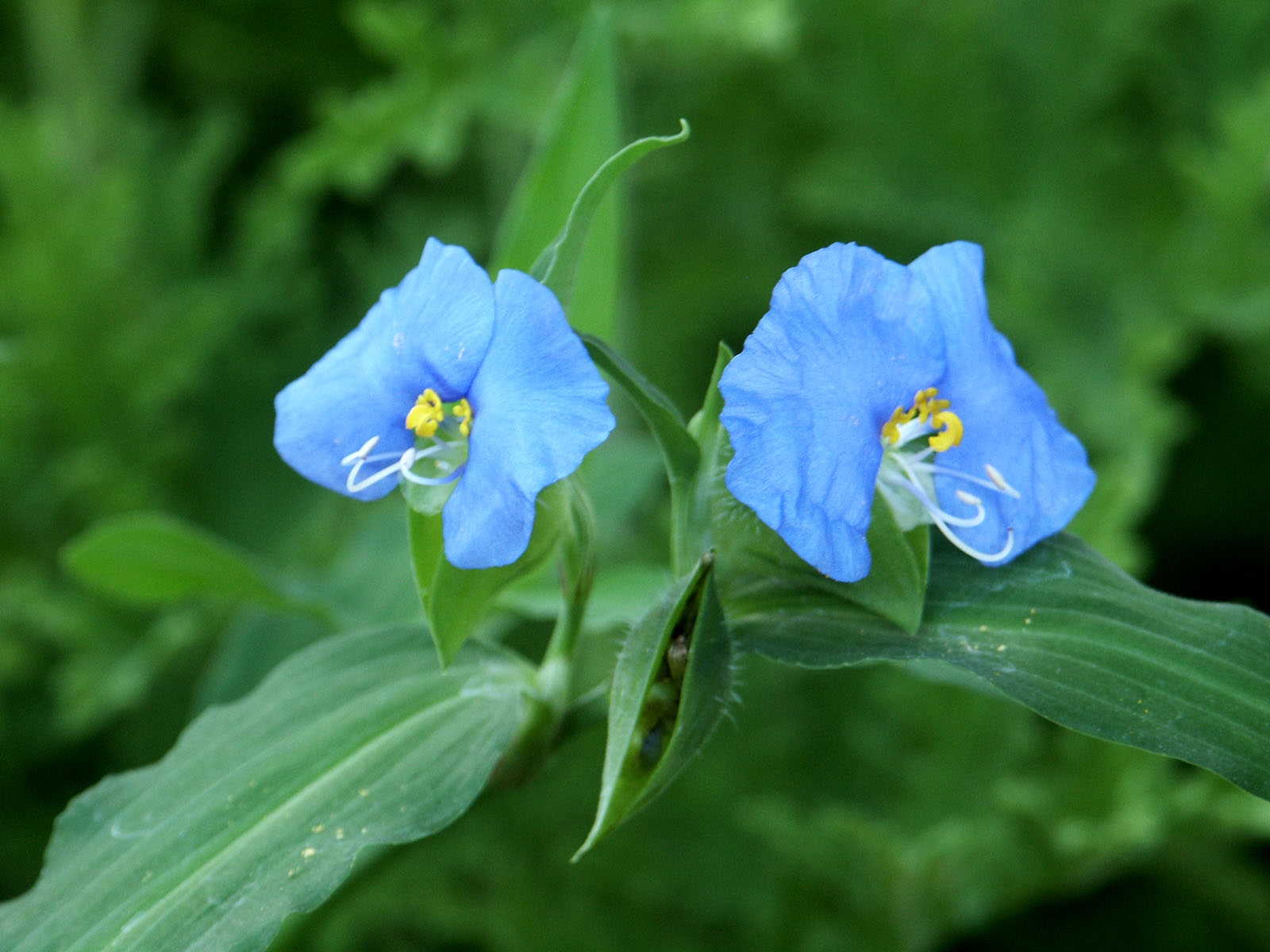 Blue_Pair