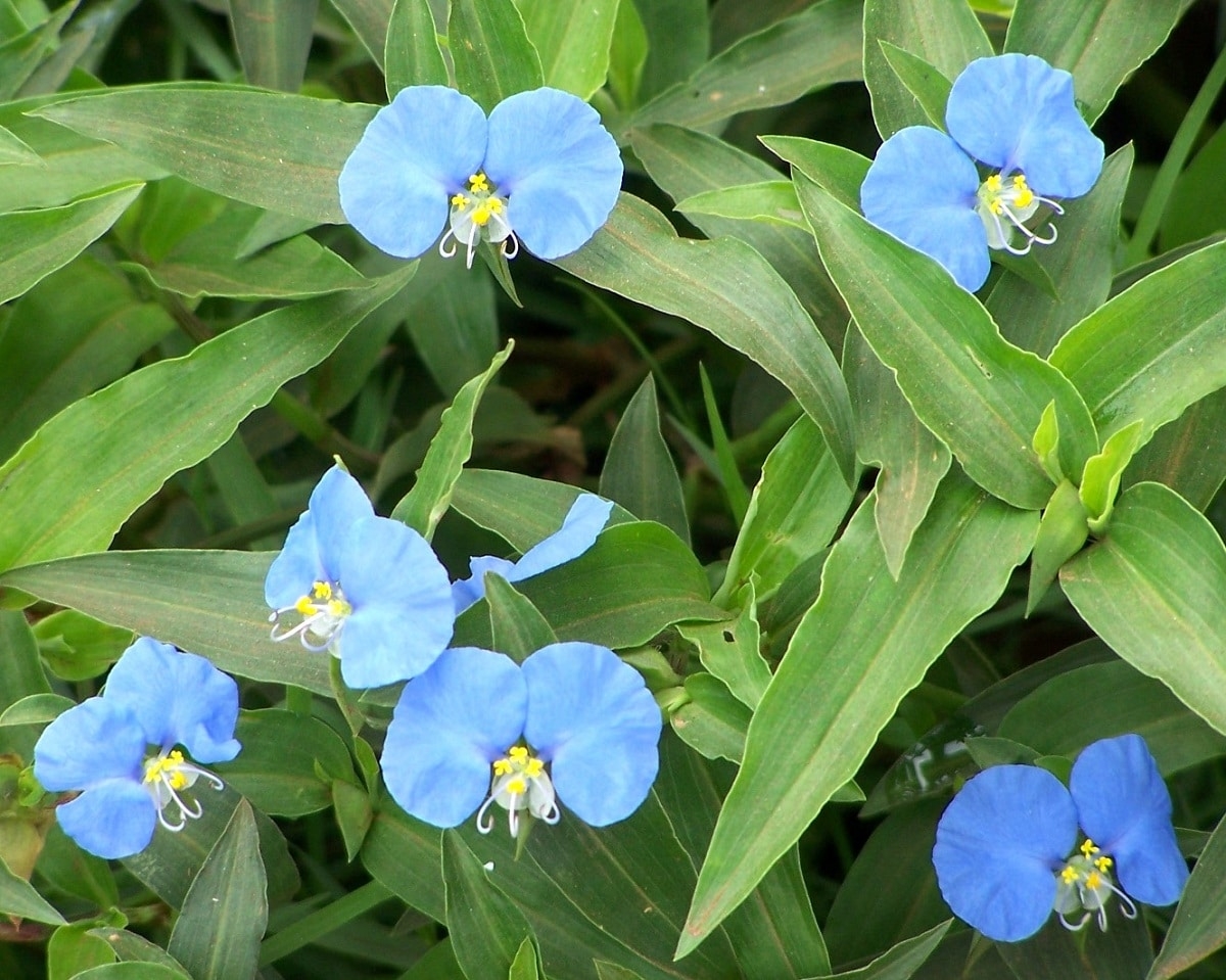 planta-medicinal-santa-lucia