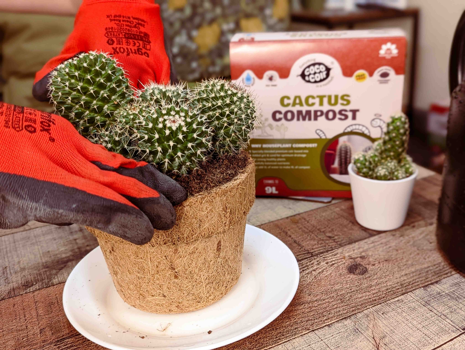 CACTUS-INUSE2-WEB