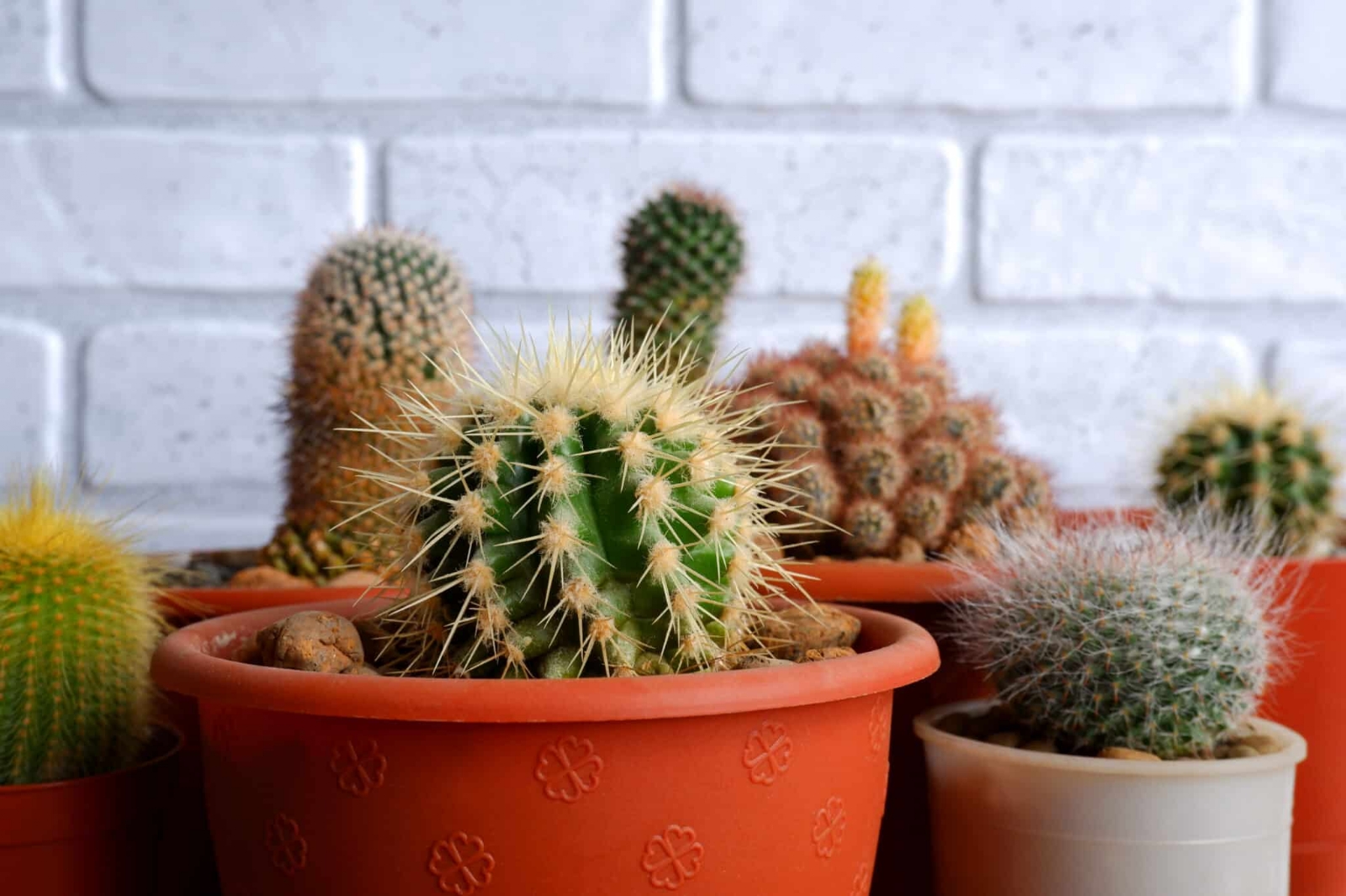 AdobeStock_518822358-scaled