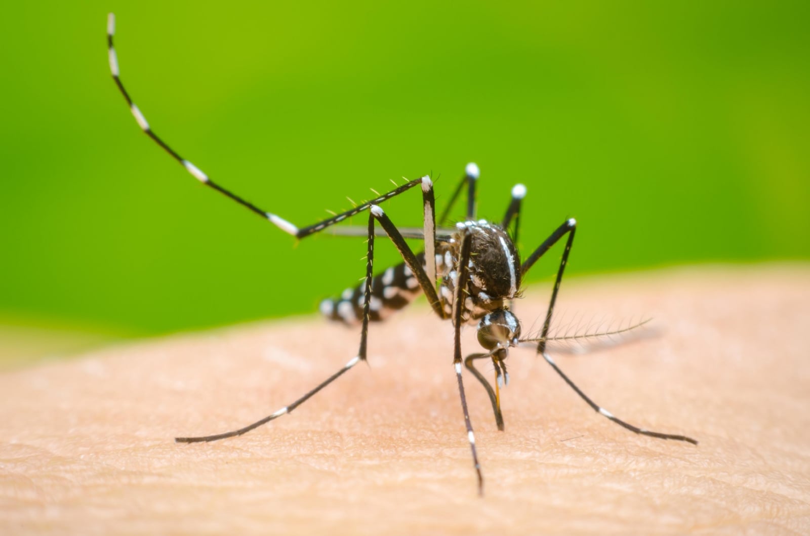 mosquito dengue