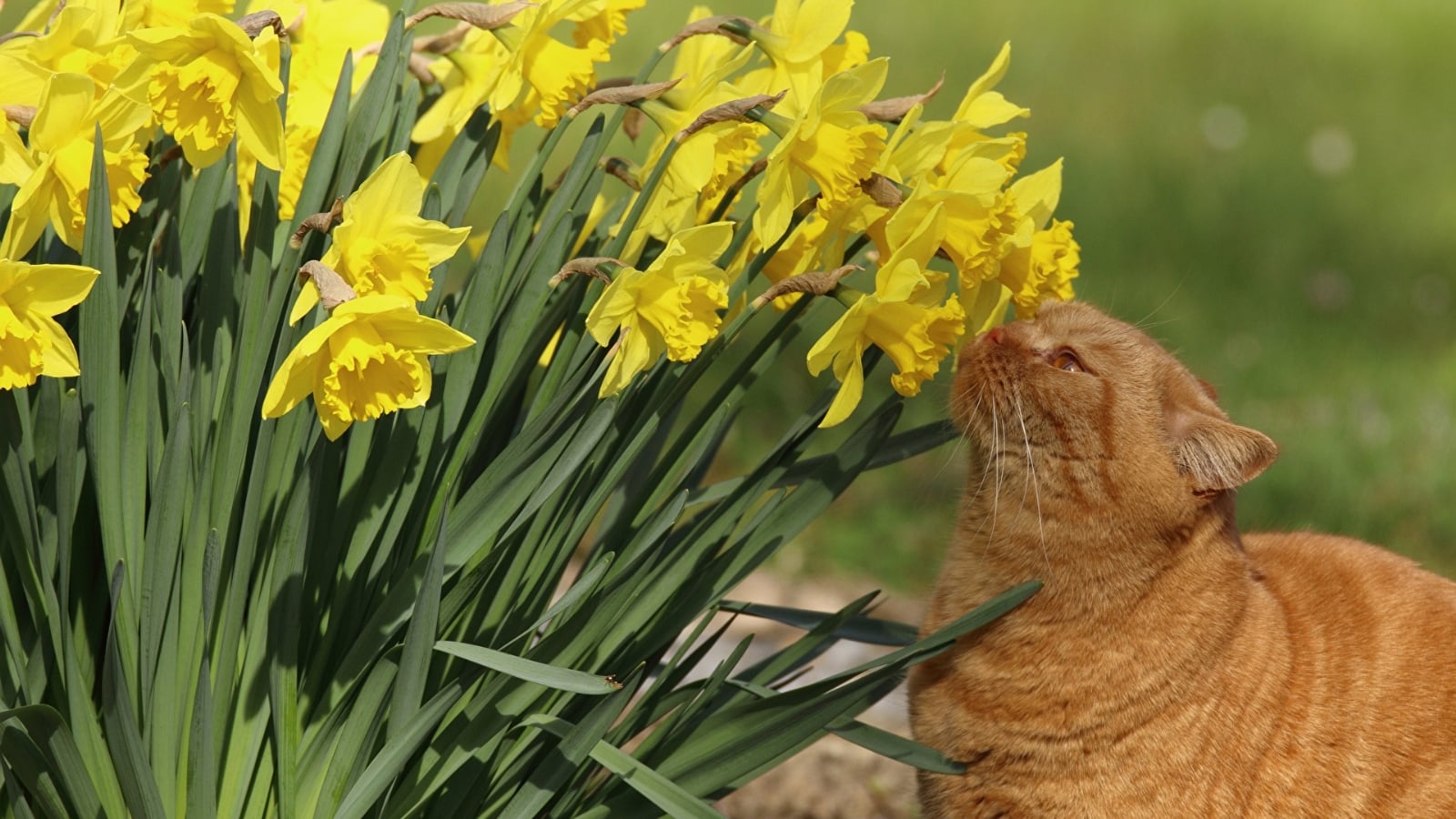 Daffodils_Cats_Sniffing_533618_1920x1080