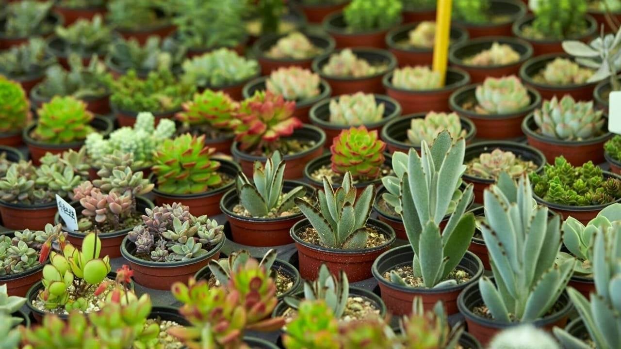 plantas-suculentas_c5127fbe_1280x720