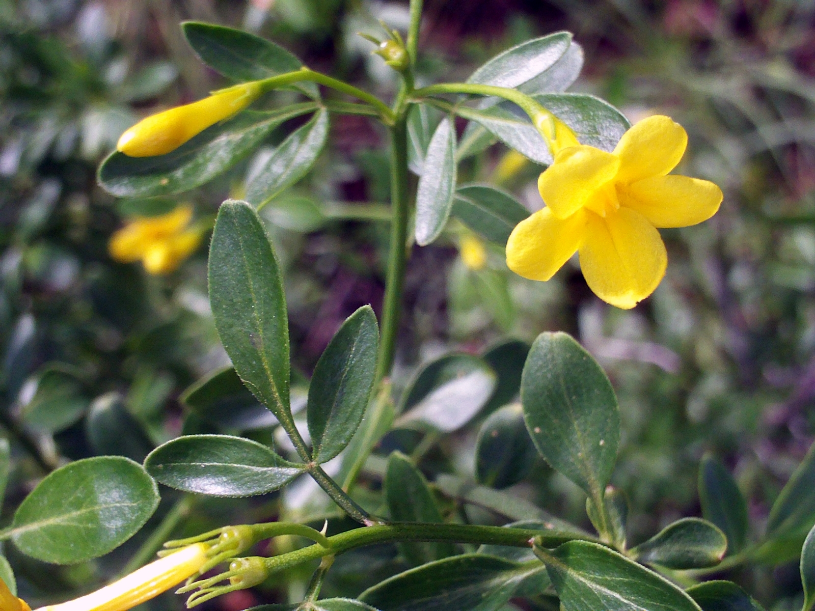 Jasminum_fruticans_FlowersCloseup_2009May10_SierraMadrona
