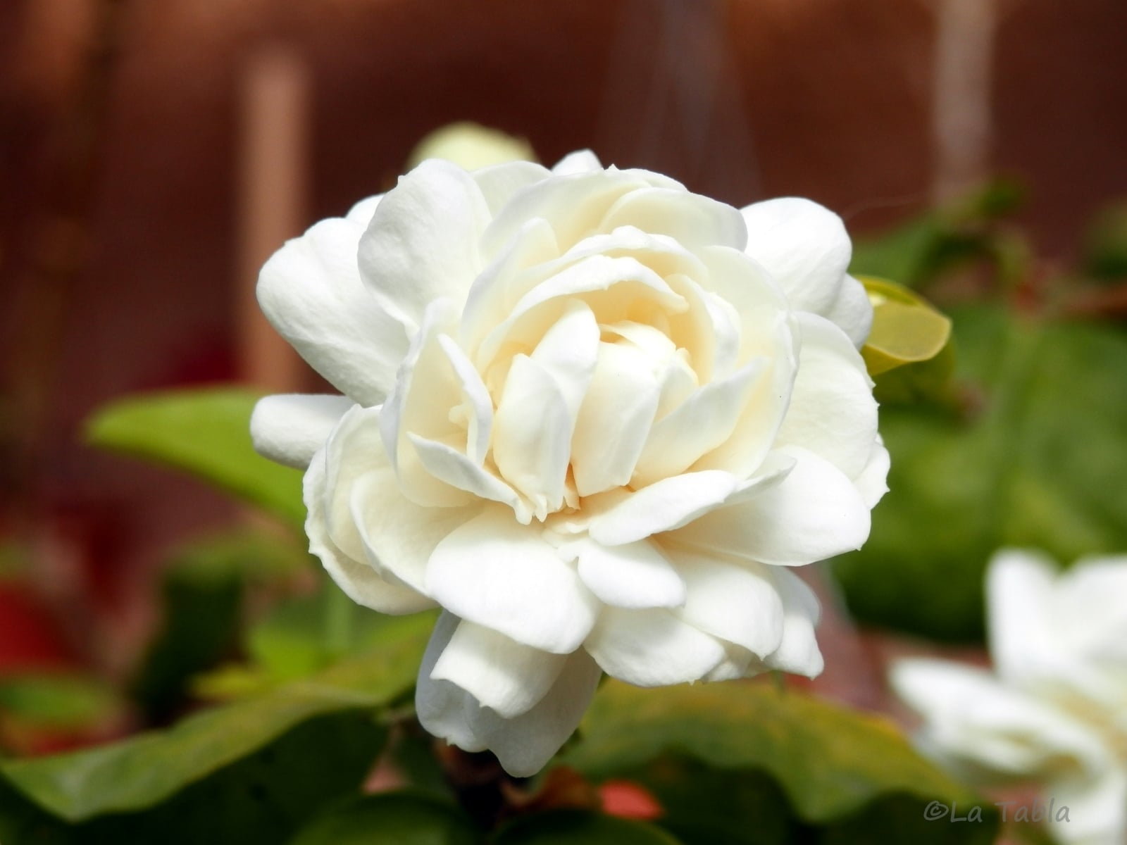 02-Jazmin sambac 02-08-2013 8-57-17
