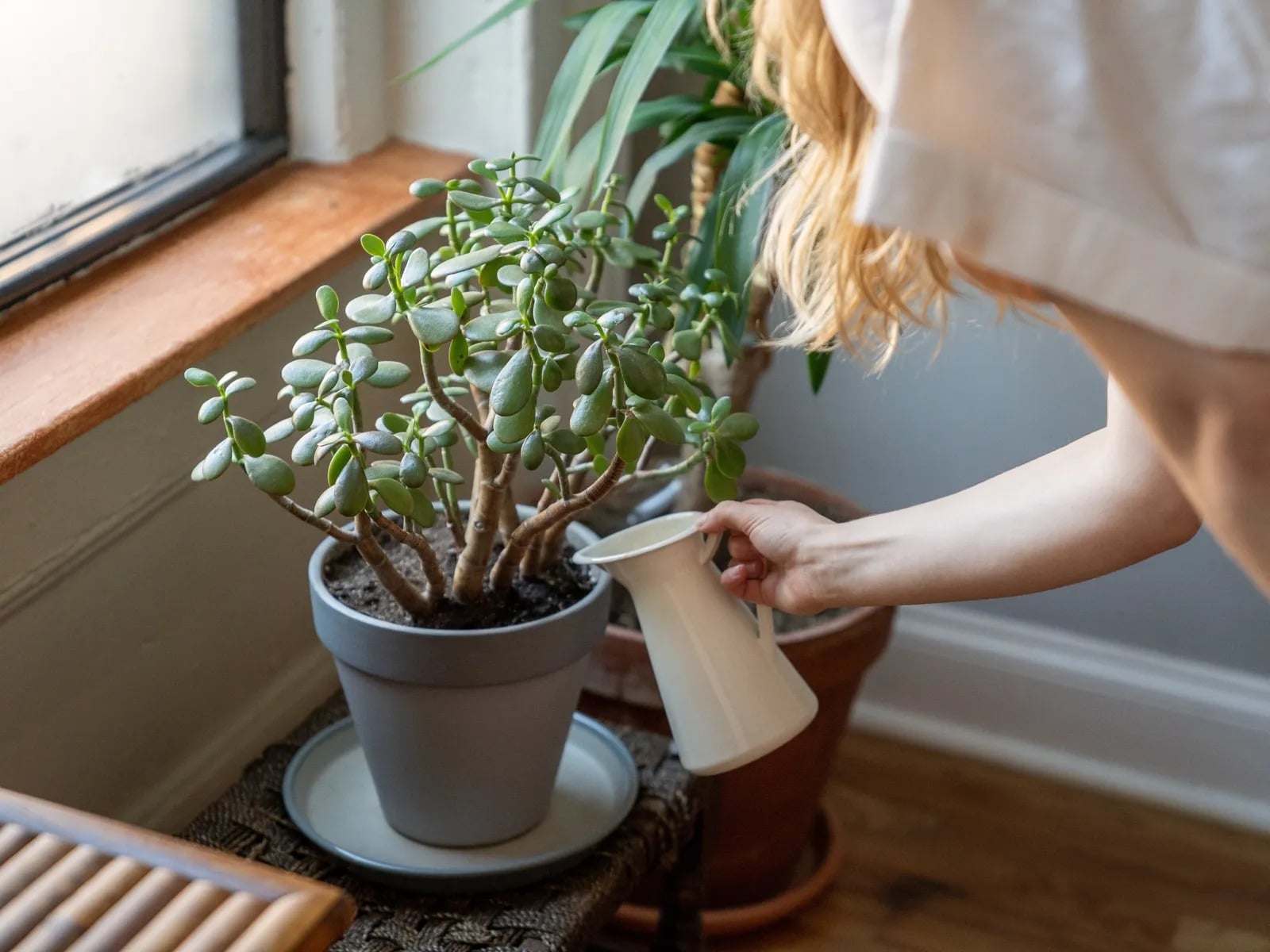 como-utilizar-agua-de-lentejas-en-plantas