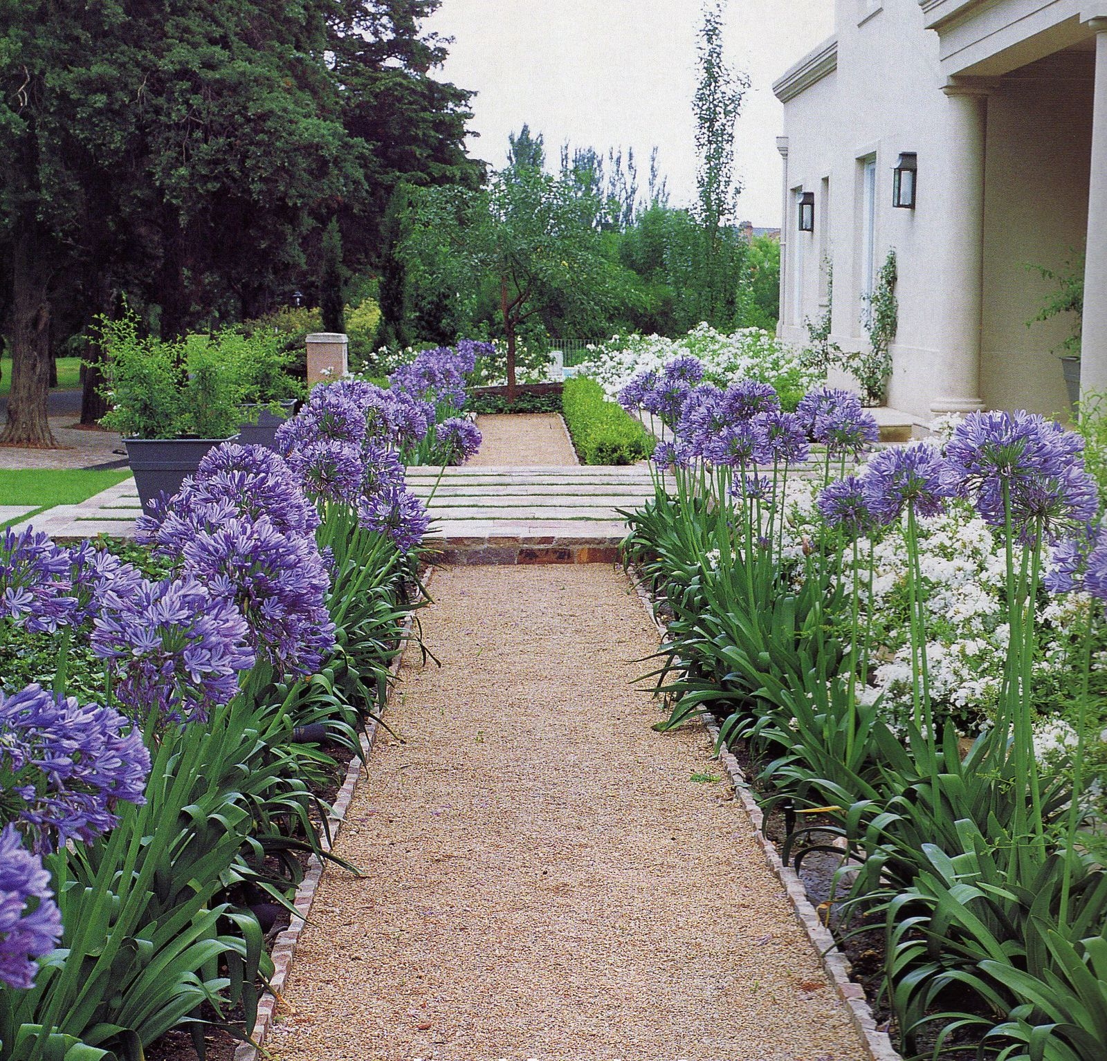 ff91c-agapanthus2b2