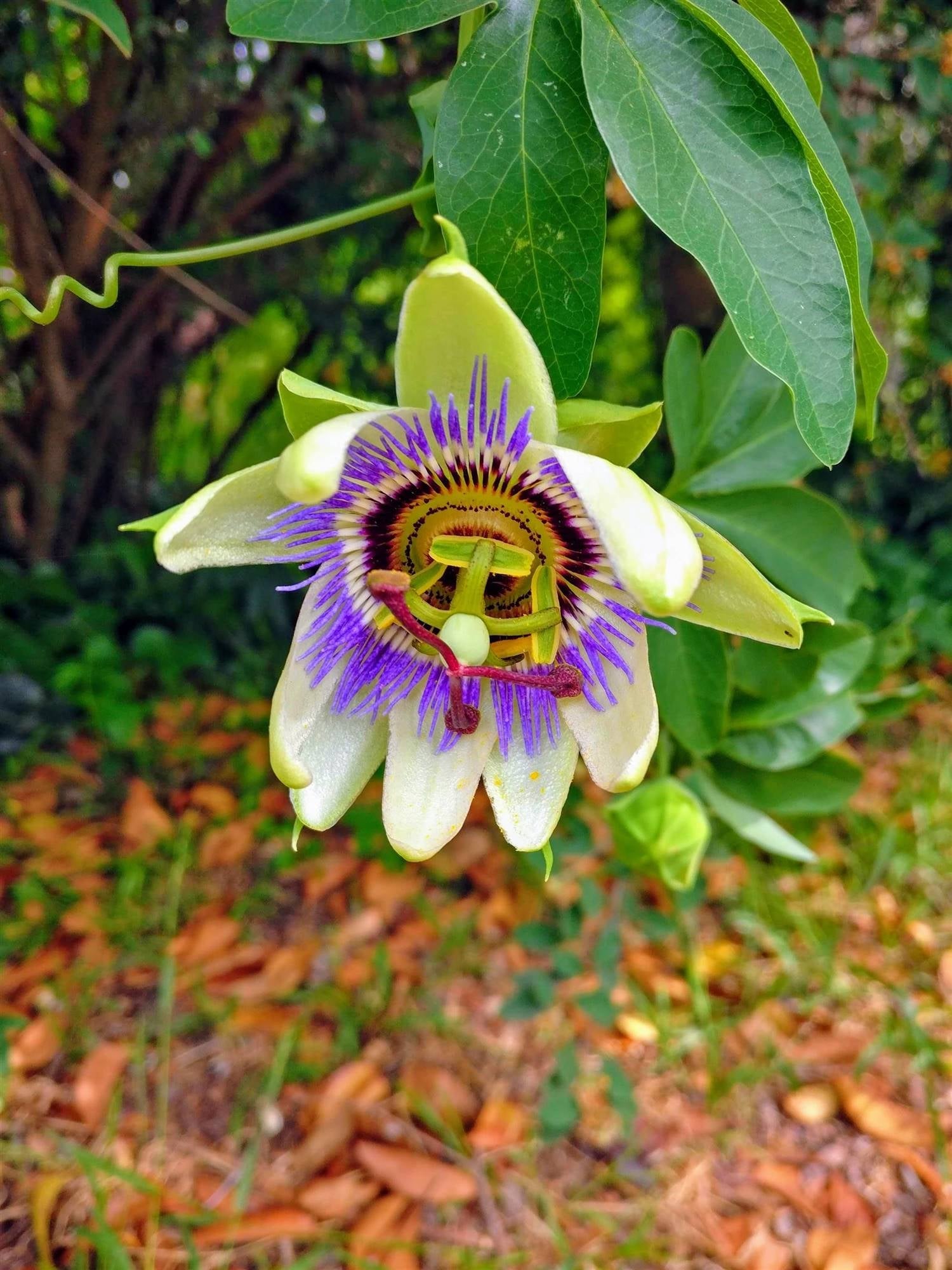 planta-pasionaria-enredadera_1fa04b57_1500x2000