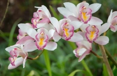 orquidea11