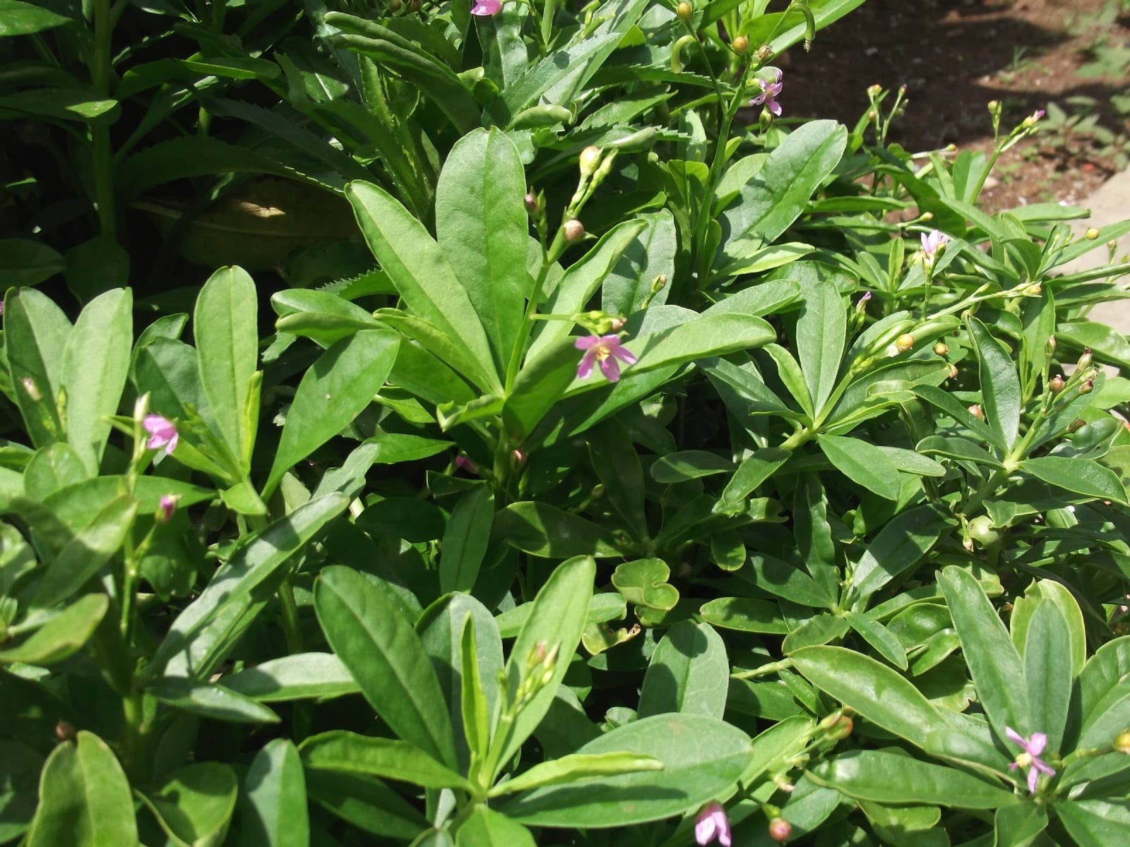 Talinum_paniculatum-3-xavier_cottage-yercaud-salem-India