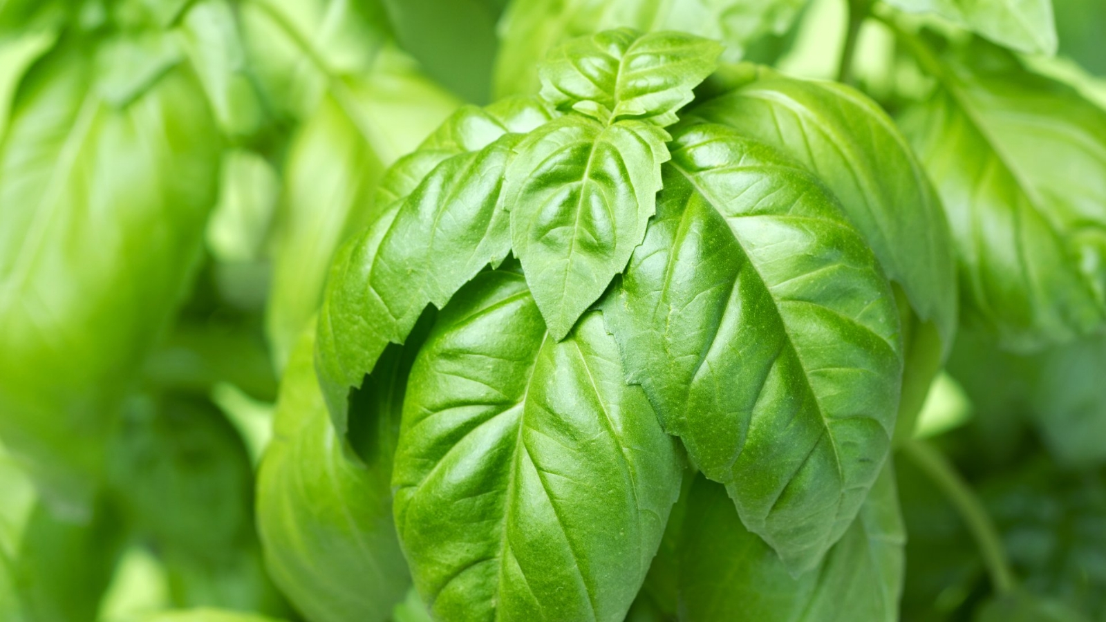 como-plantar-albahaca-1