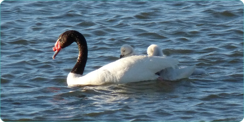 laguna blanca - argentina.gob