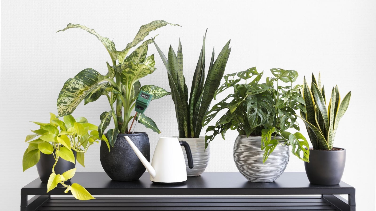 plantas_de_interior_resistentes_y_duraderas_3790_orig