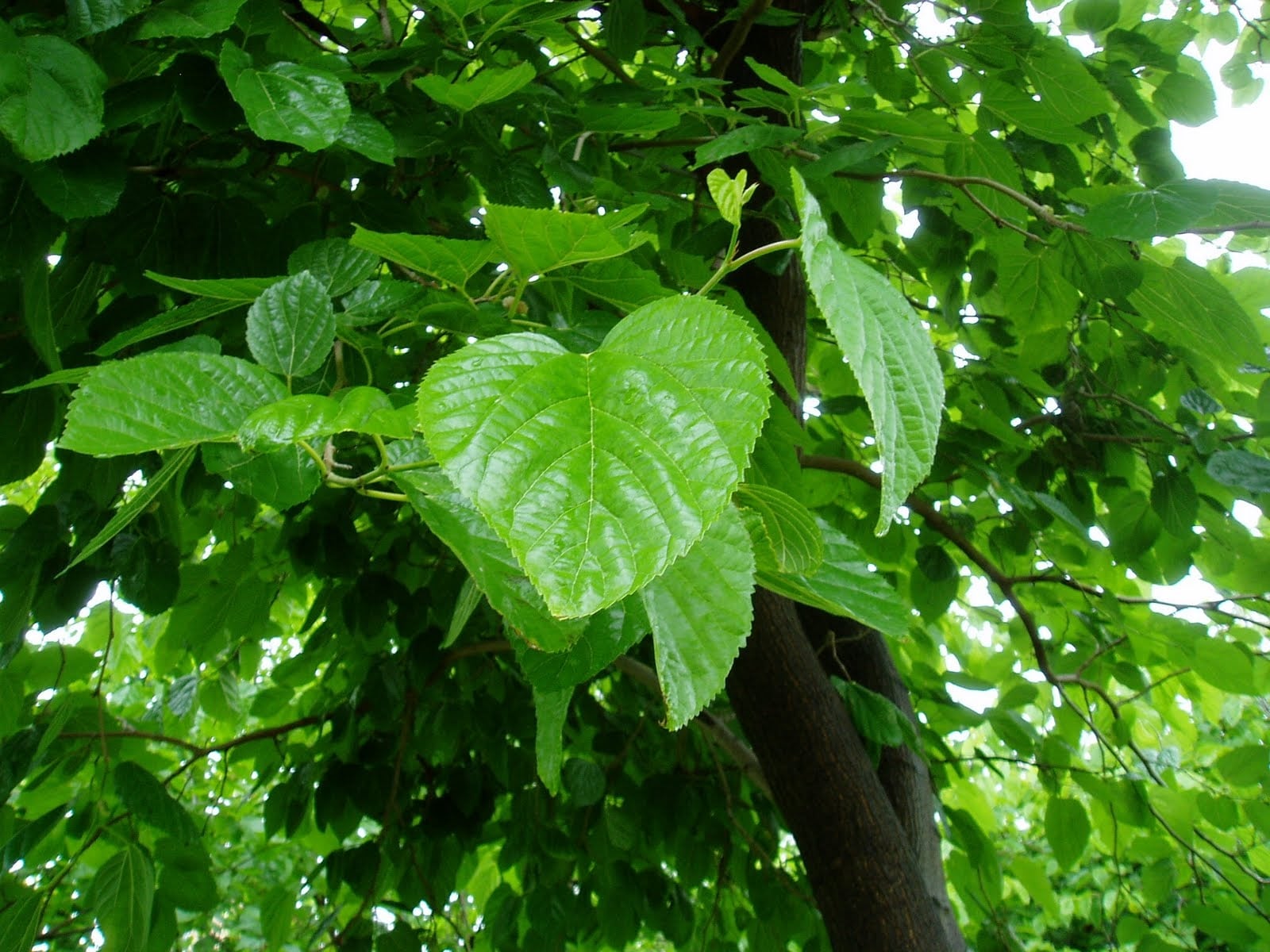 P4291361