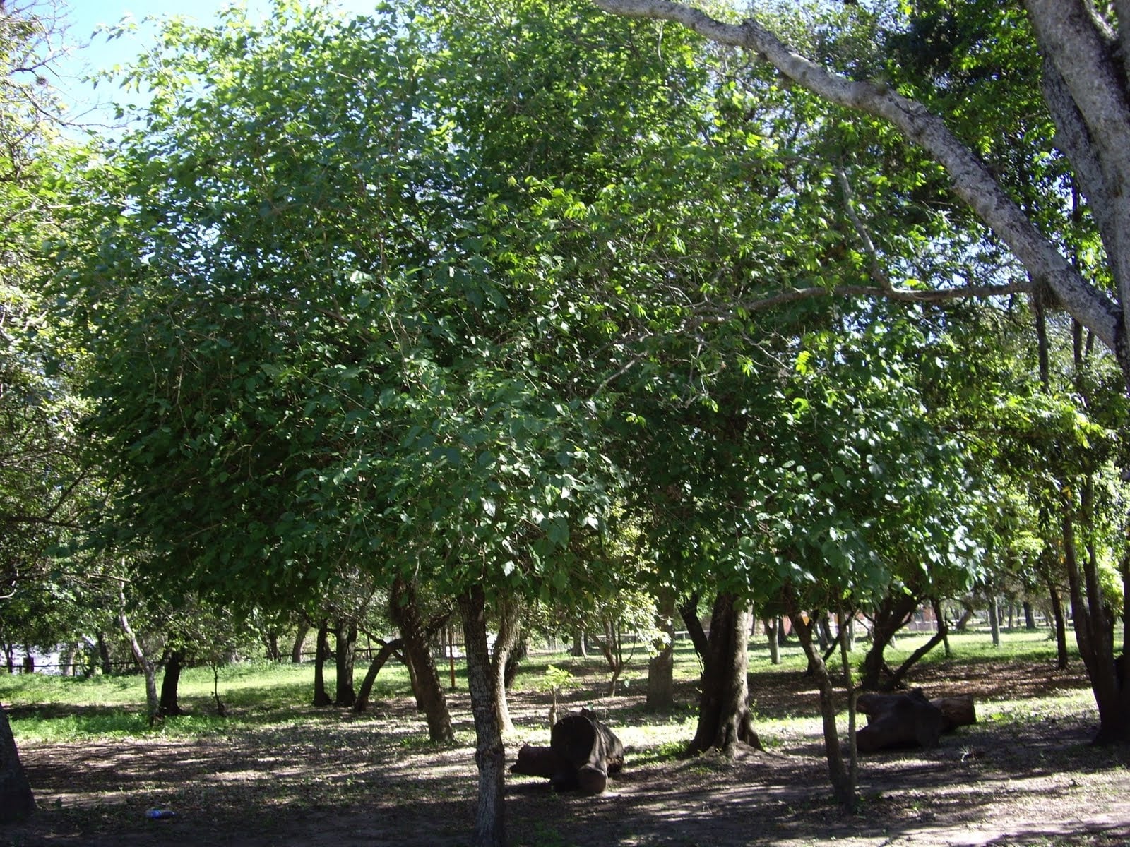 mora