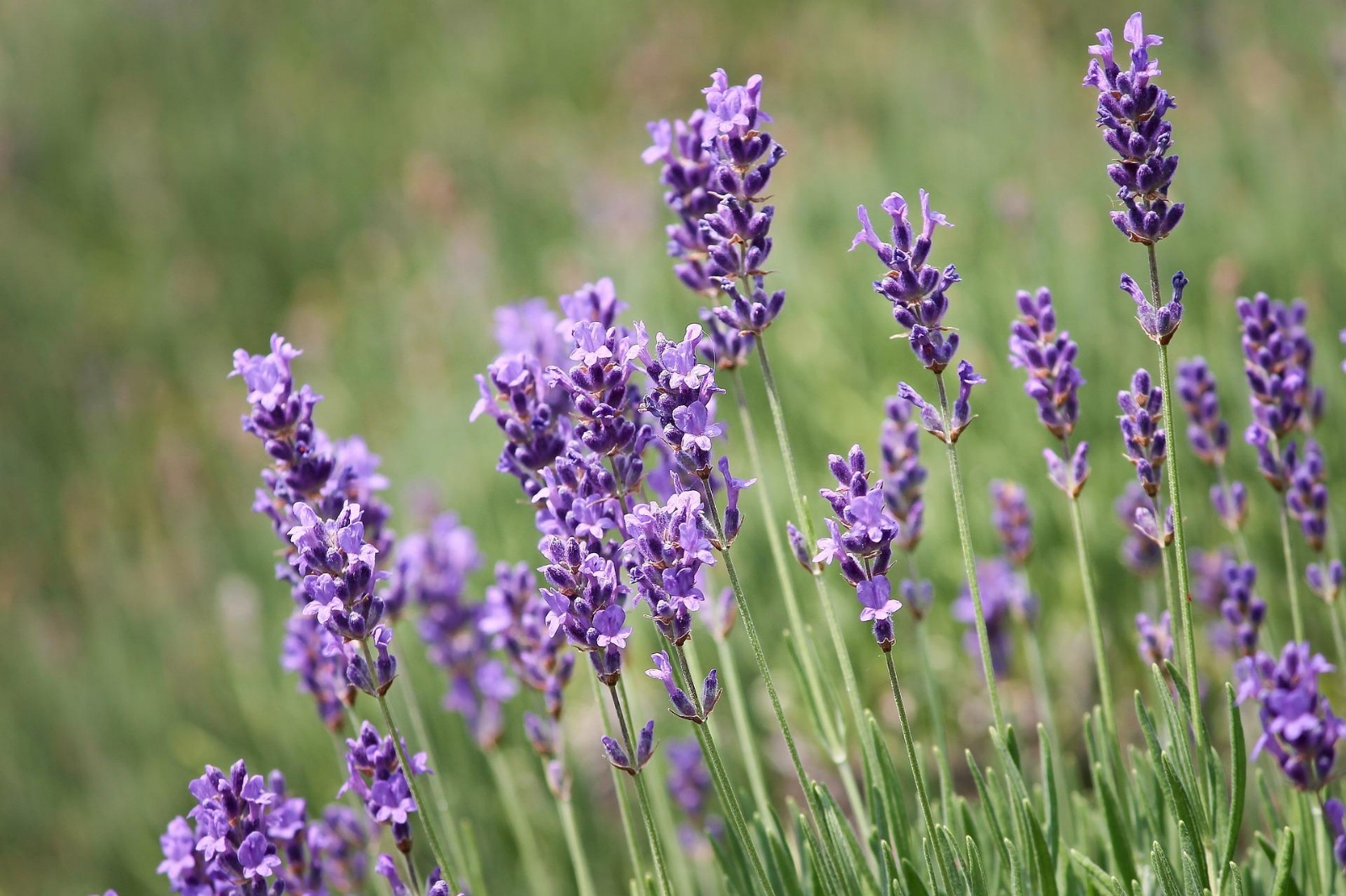 lavender-3469087_1920