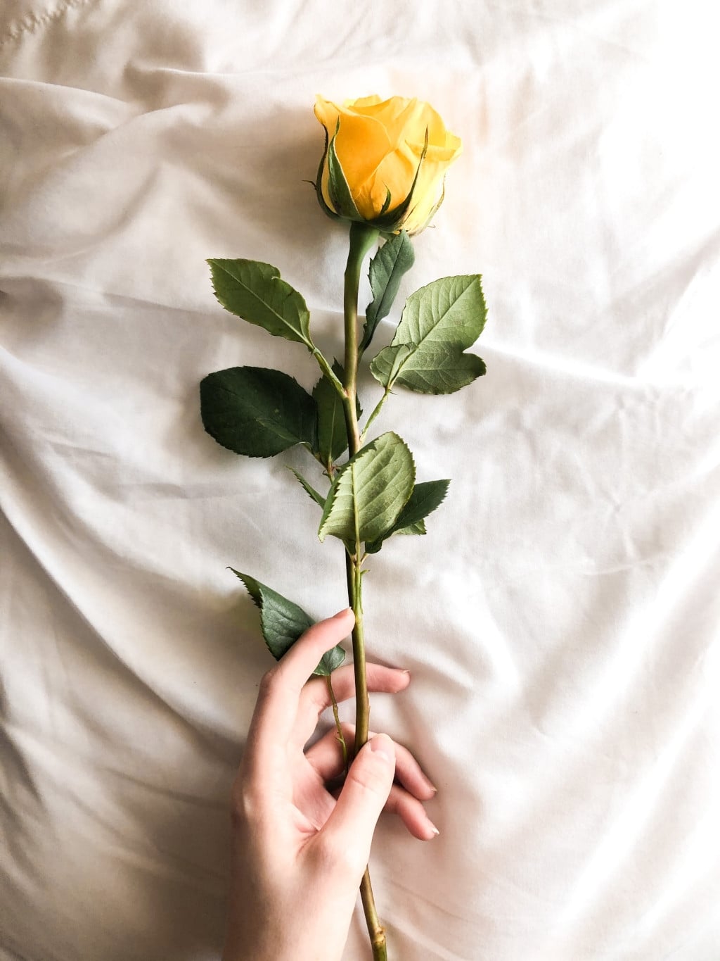 rosas_amarillas_significado_1