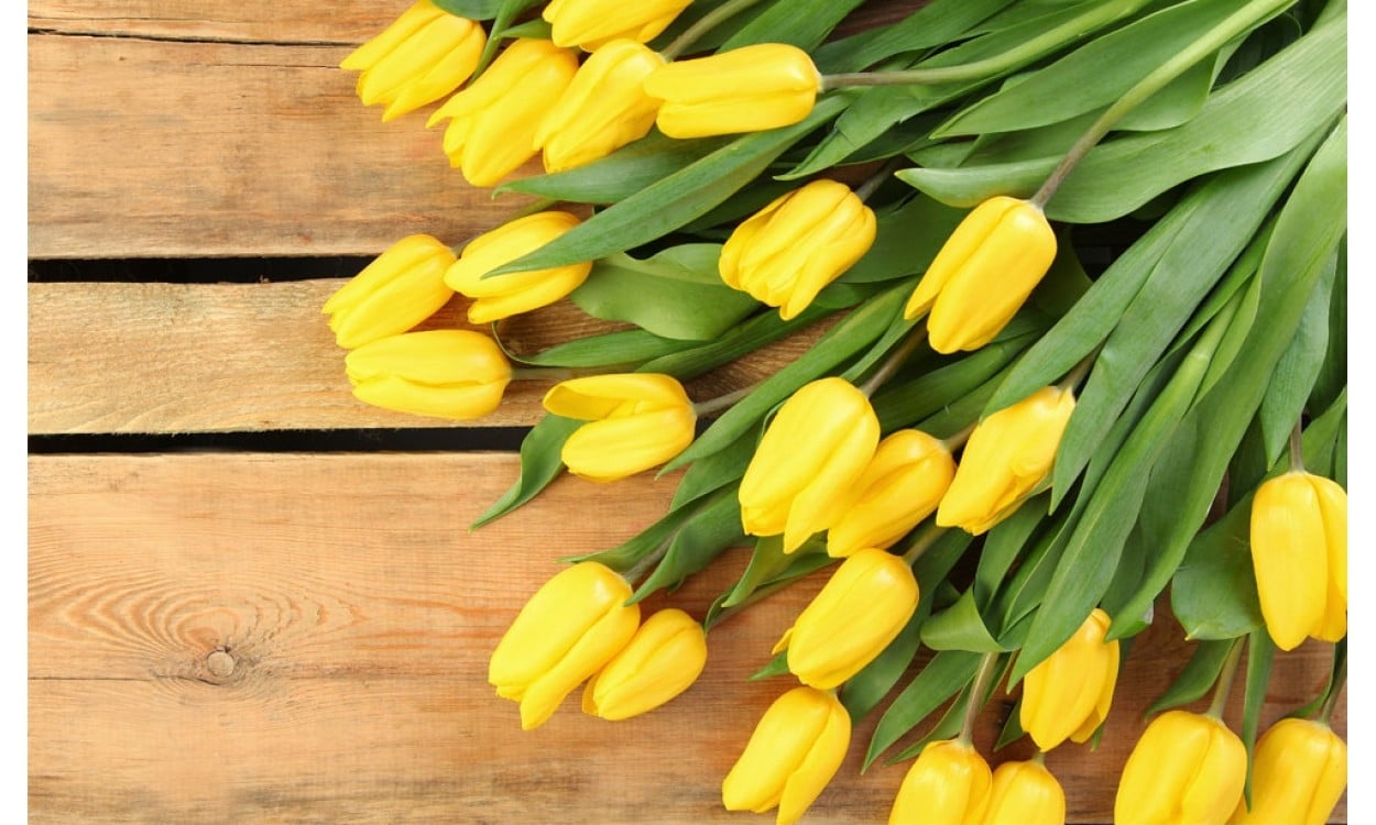 tulipan amarillo