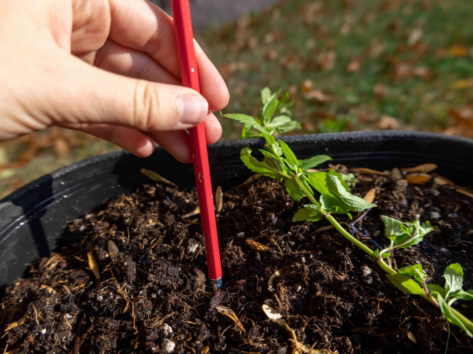 how-to-grow-fresh-mint-in-your-herb-garden-5190915-18-d1013a4616c9409a922a1d76b0fd7edd-scaled