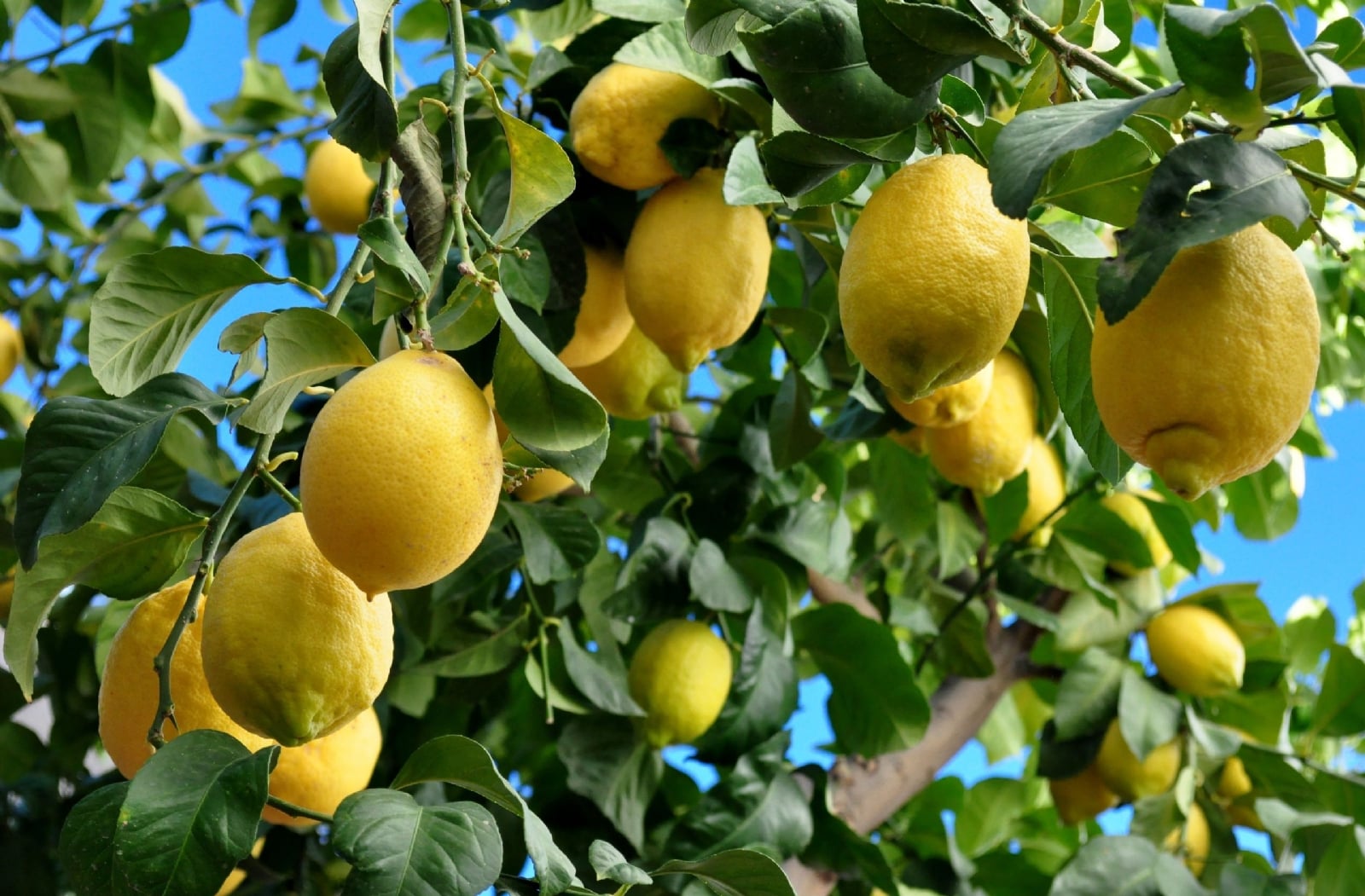 Plagas-del-limonero-habituales