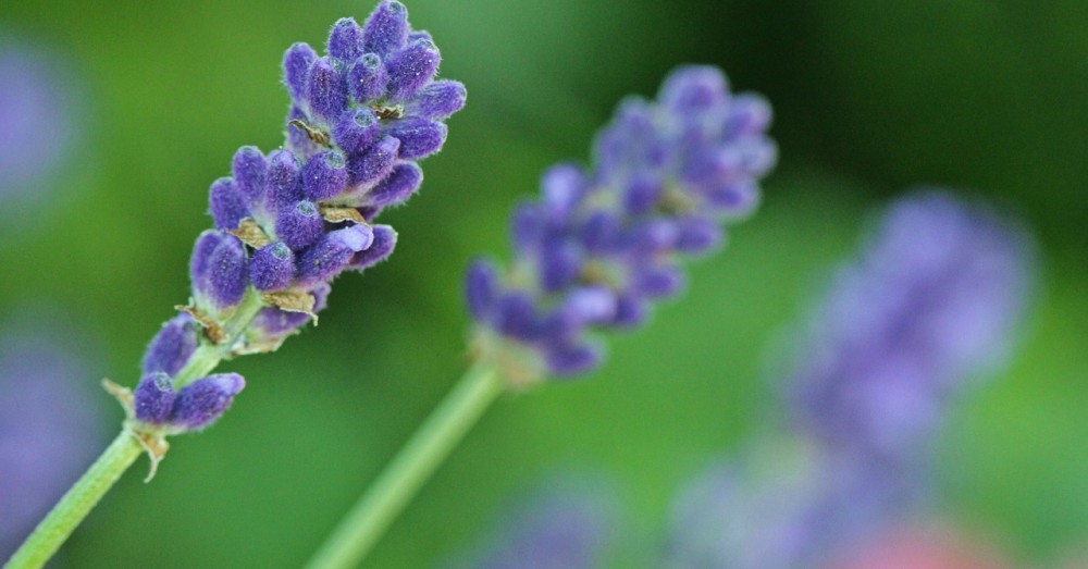 consejos-cultivar-aromaticas