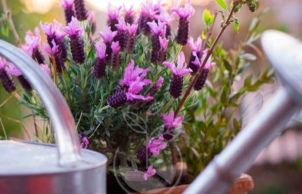 cuidado-lavanda