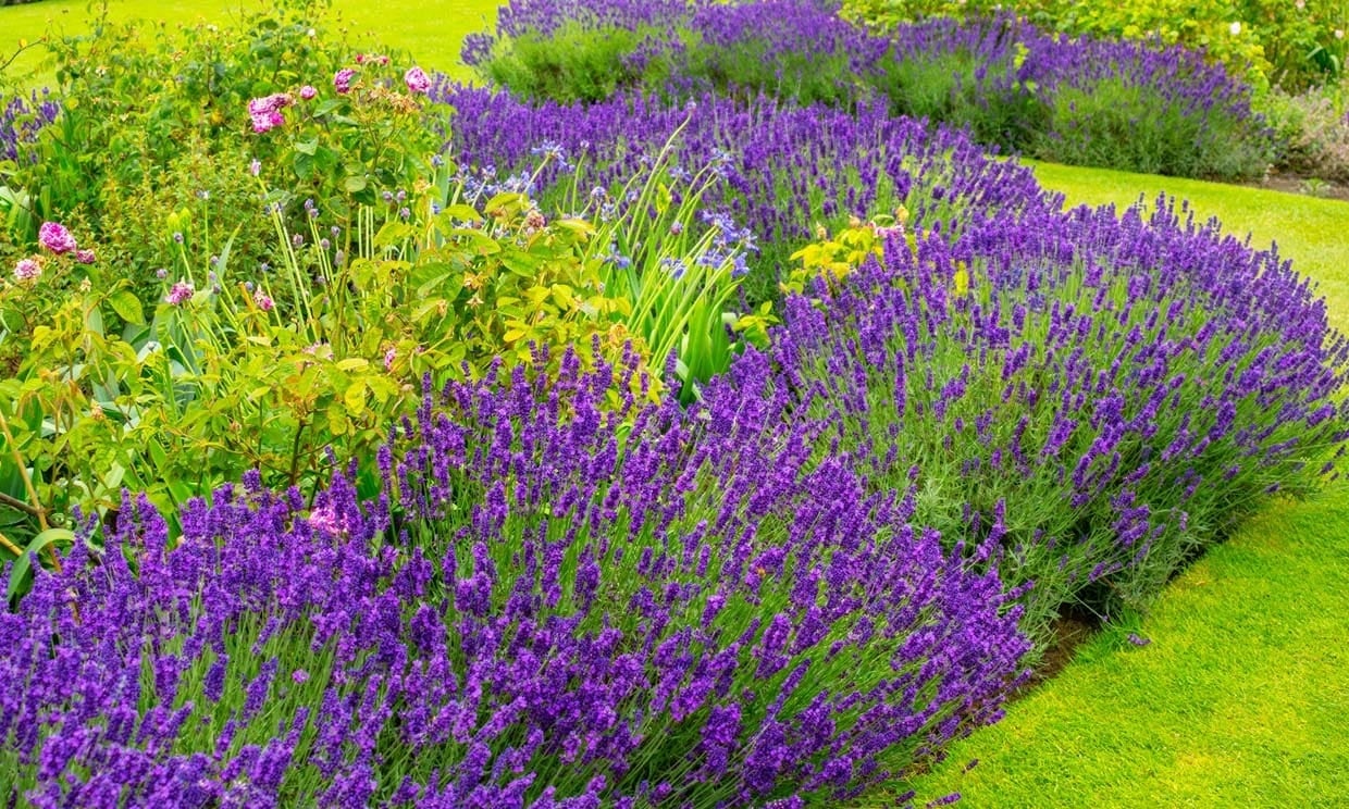 lavanda1-t