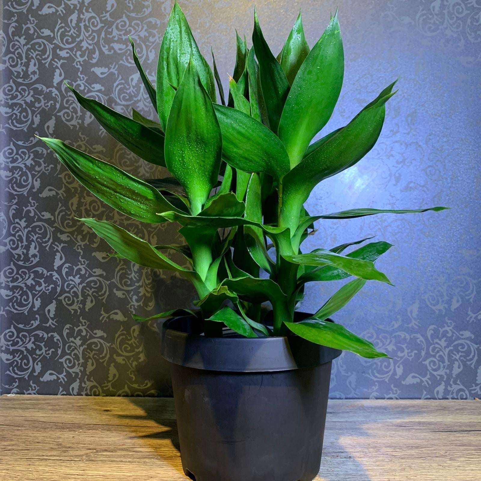 dracaena_sanderiana_1600098637_642e8834_progressive