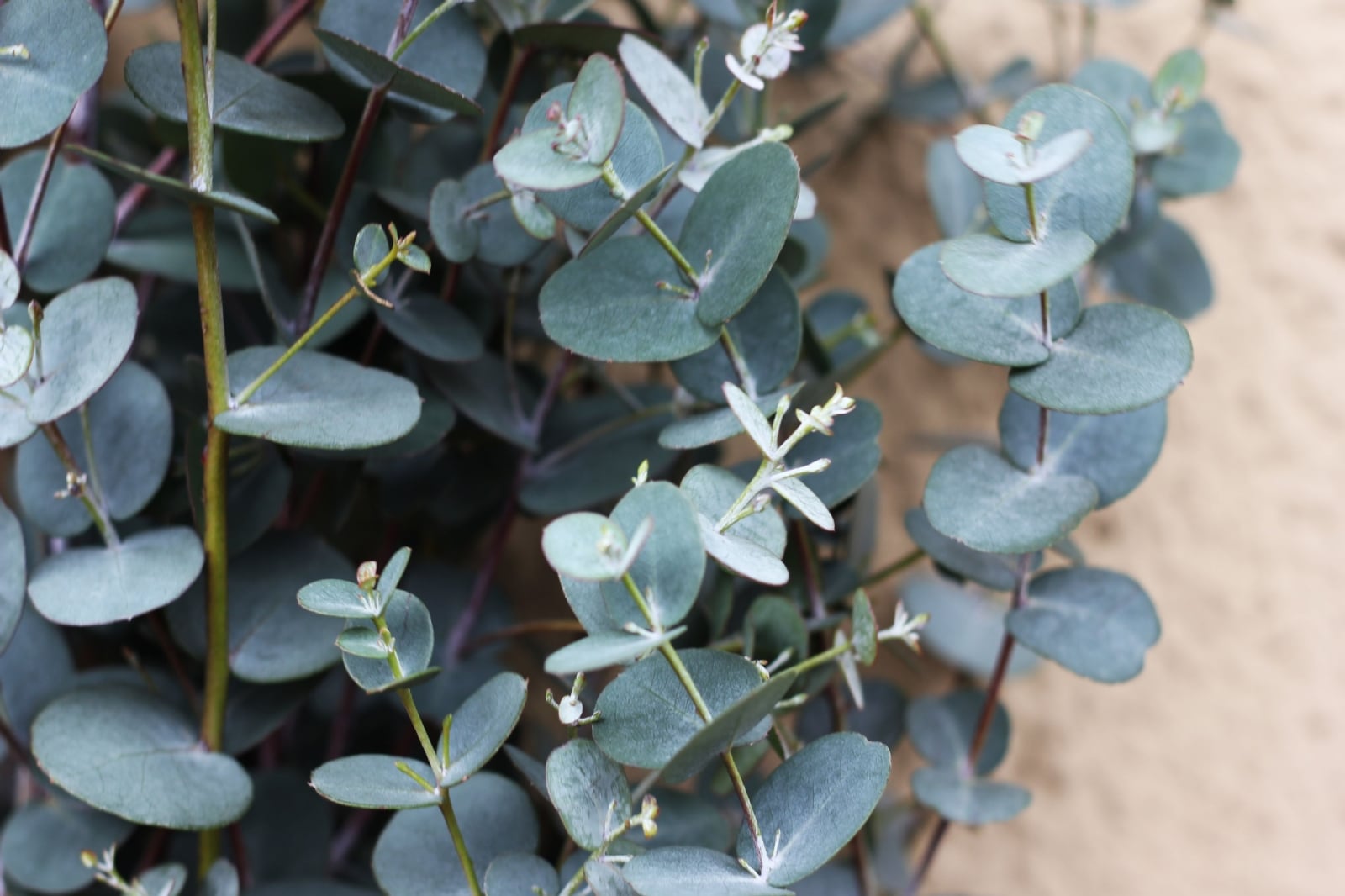 eucalyptusviminalisviminalis_8946534103405488