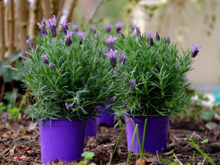 lavanda 99