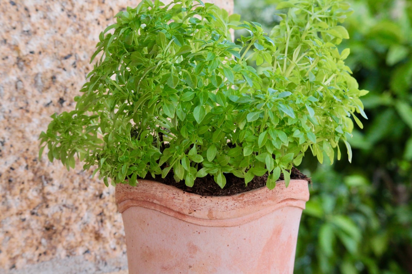 basil-2316349_1920
