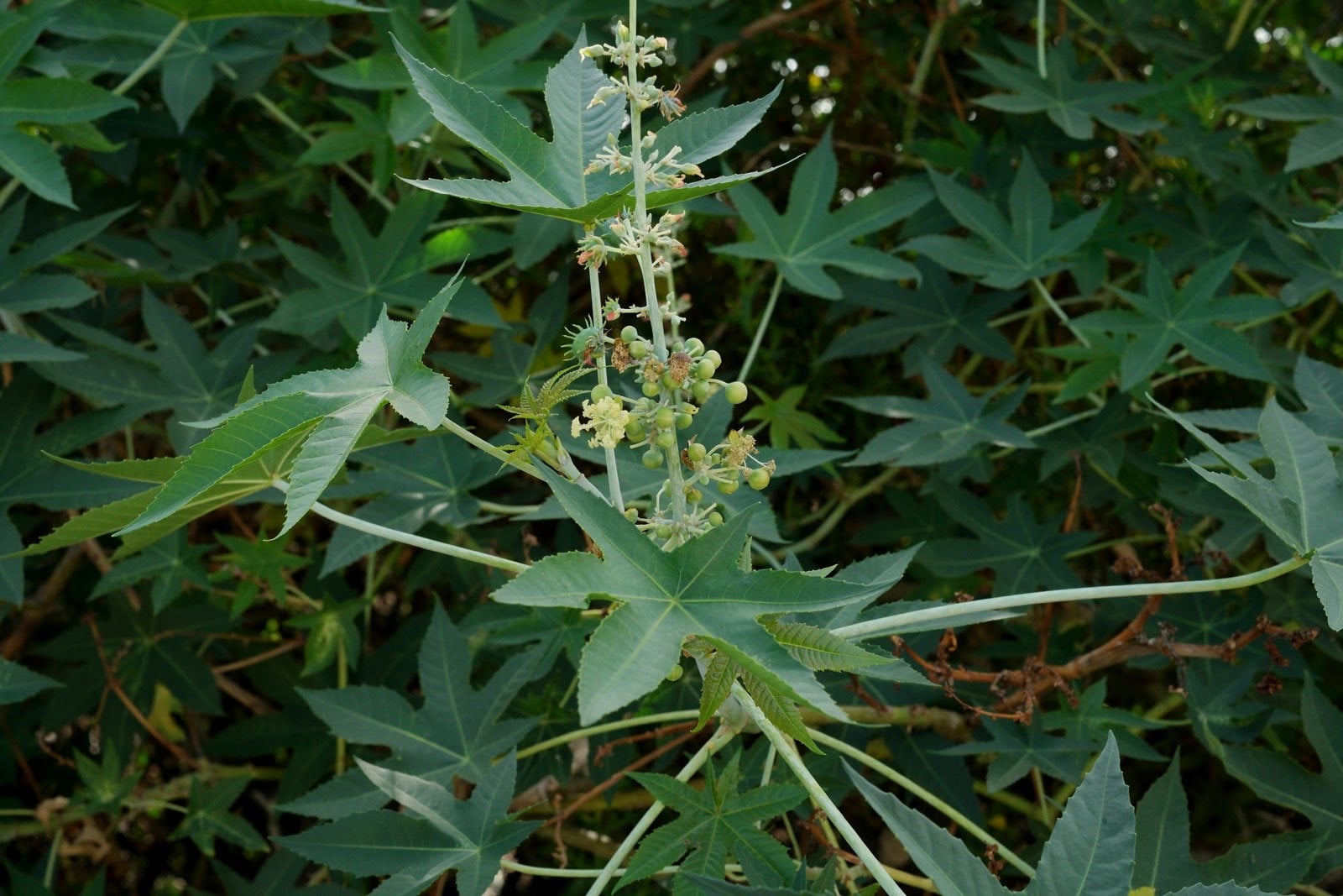 ricinus 22