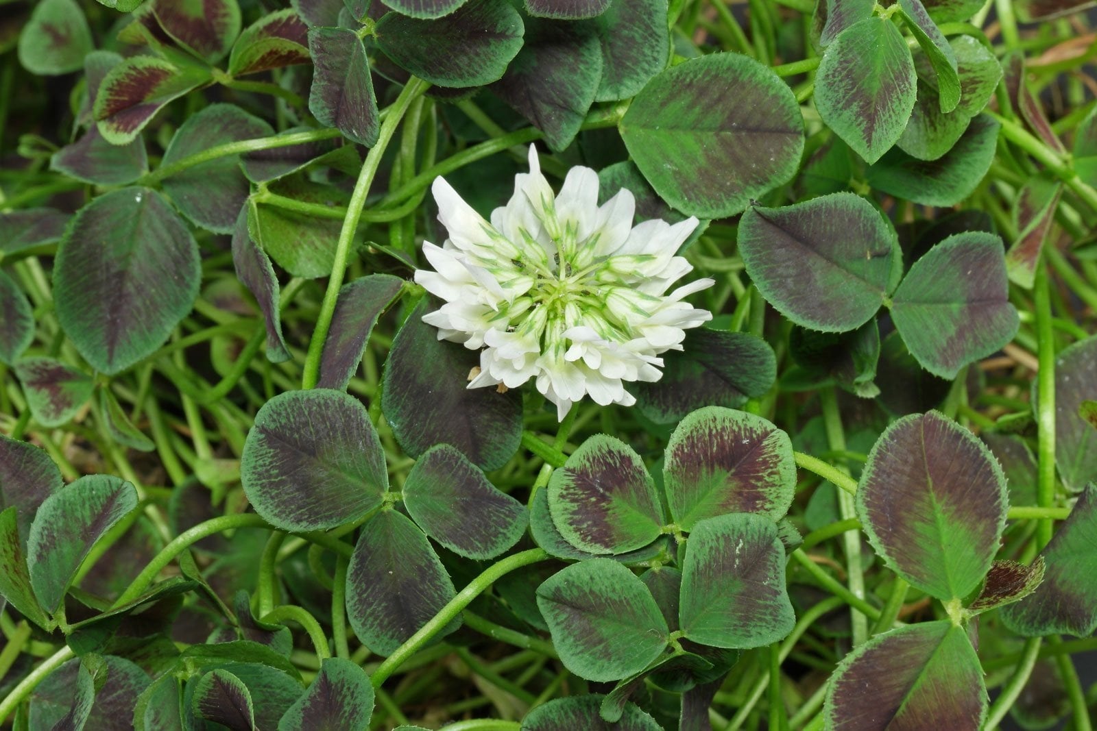 trifolium 11