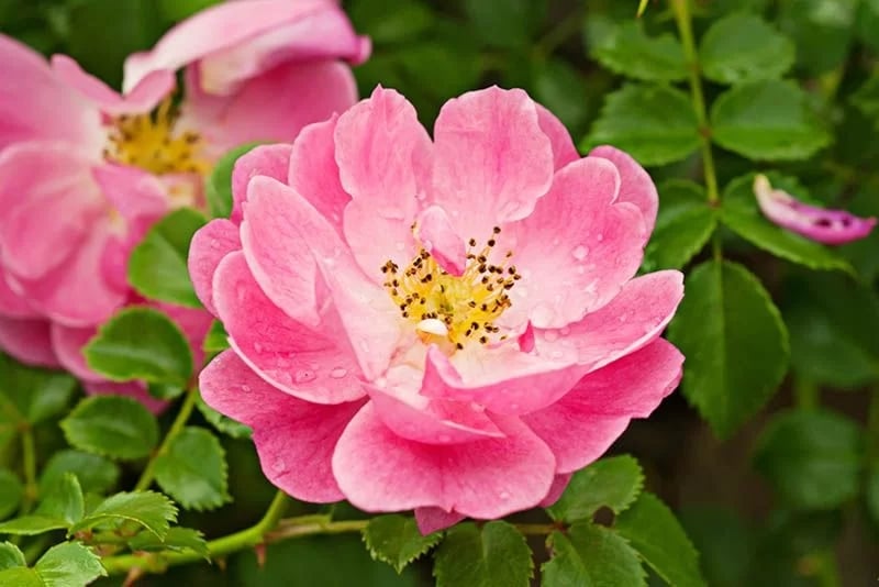 1534434061-rosa-mosqueta