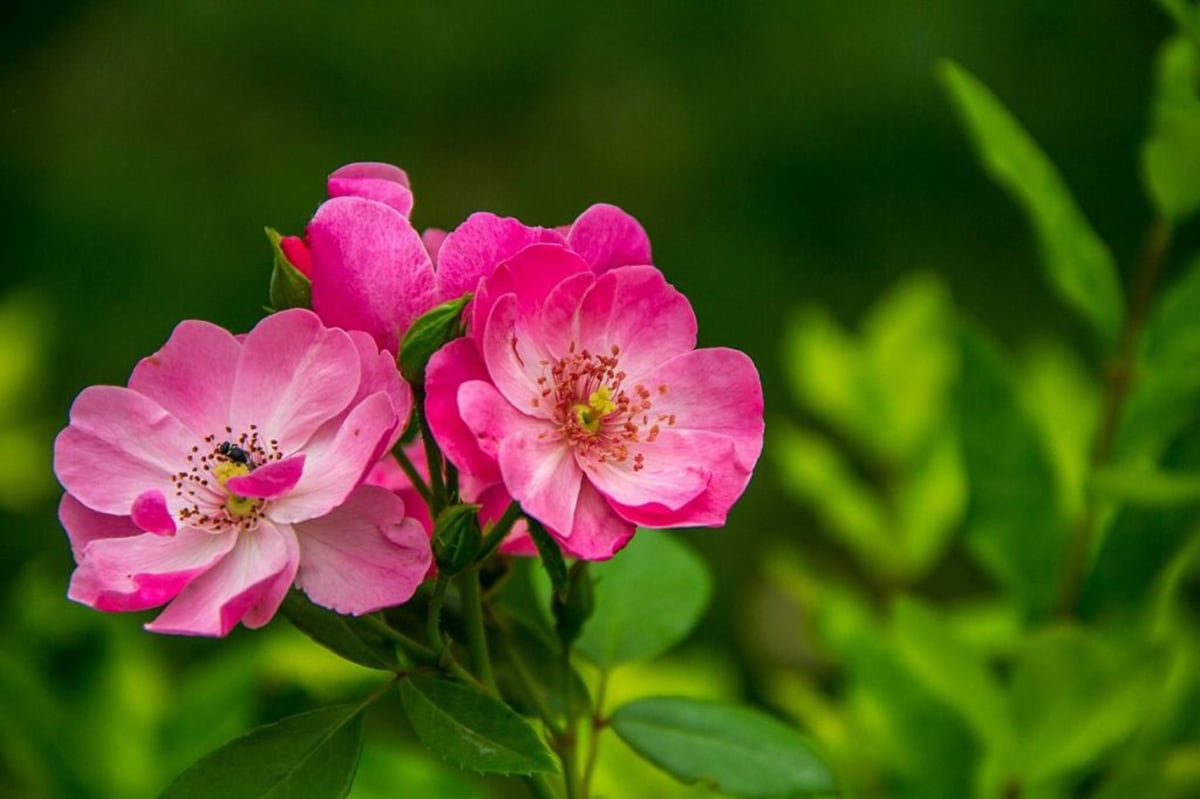 rosa-mosqueta-proprieta-cosmetiche