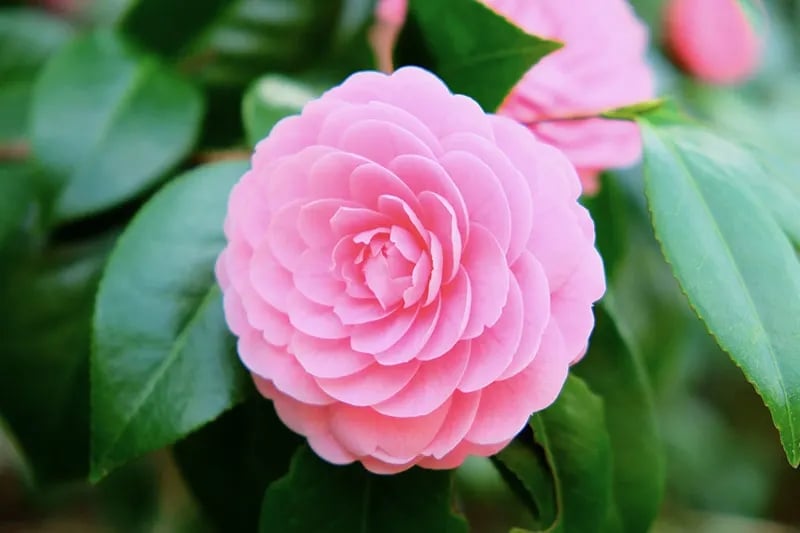 cultivar-camelias-2-a.jpg