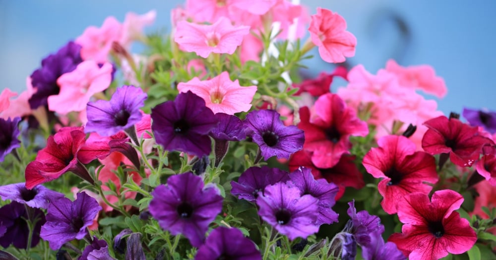 petunias_5f367415_230512124252_1000x525