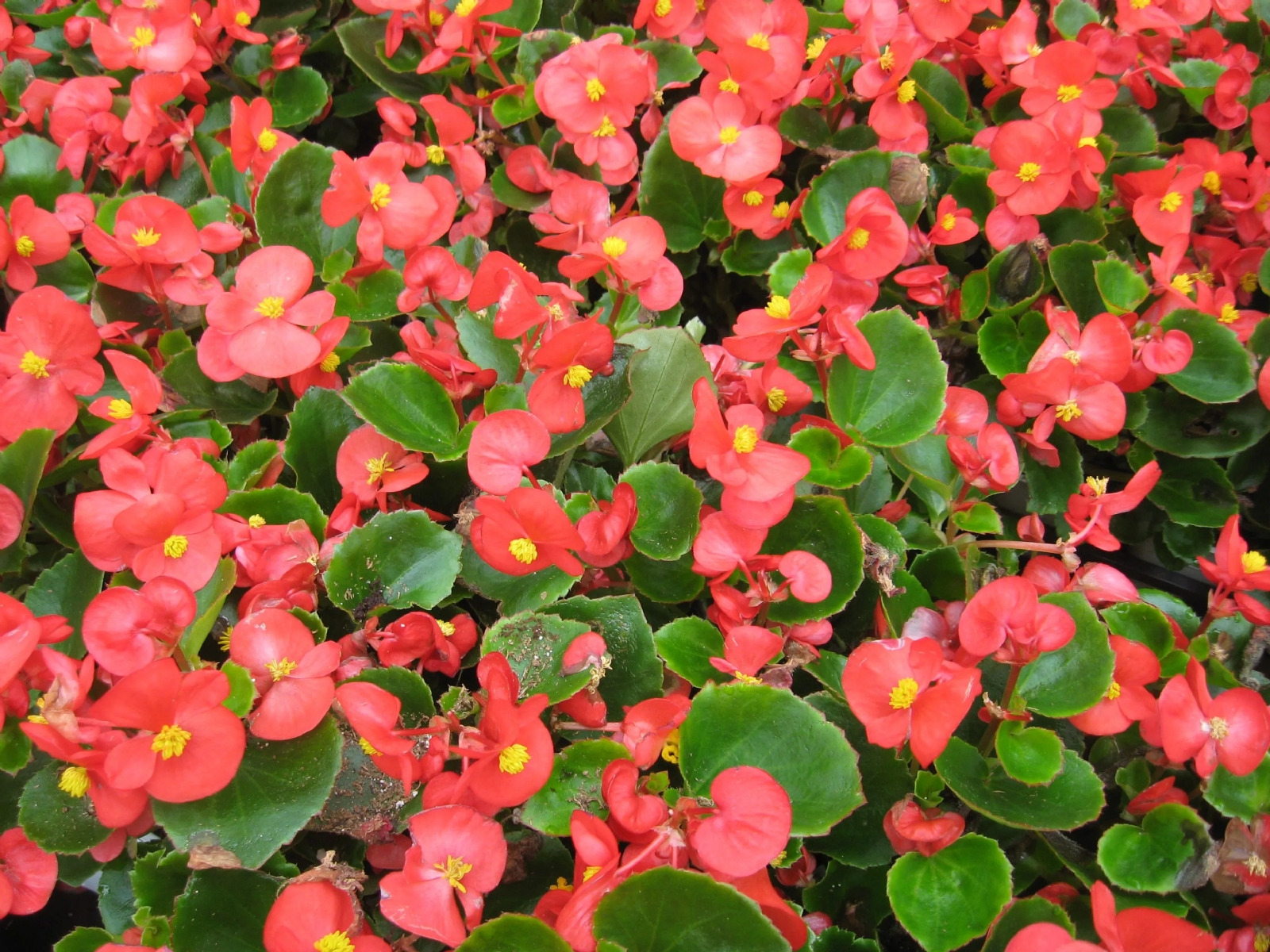 cuidados-de-las-begonias-de-flor-florestore-portada
