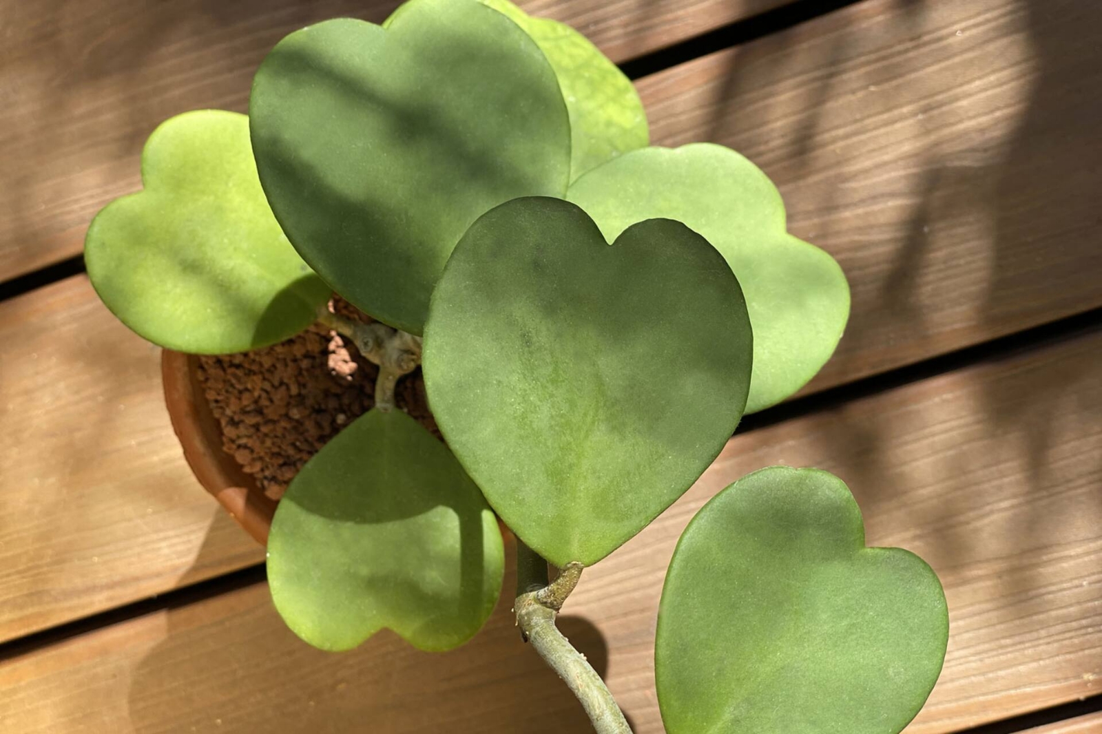 hoya-kerrii-una-planta-que-suma-adeptos-y-PEQCI5YY4BC2TJBO33PQNBMBEY