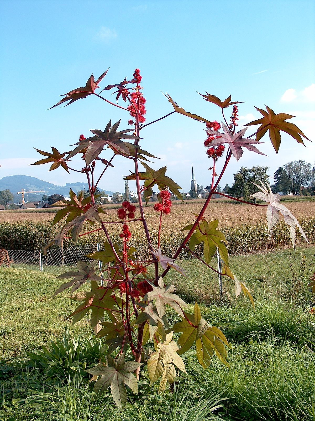 1200px-Ricinus_communis001