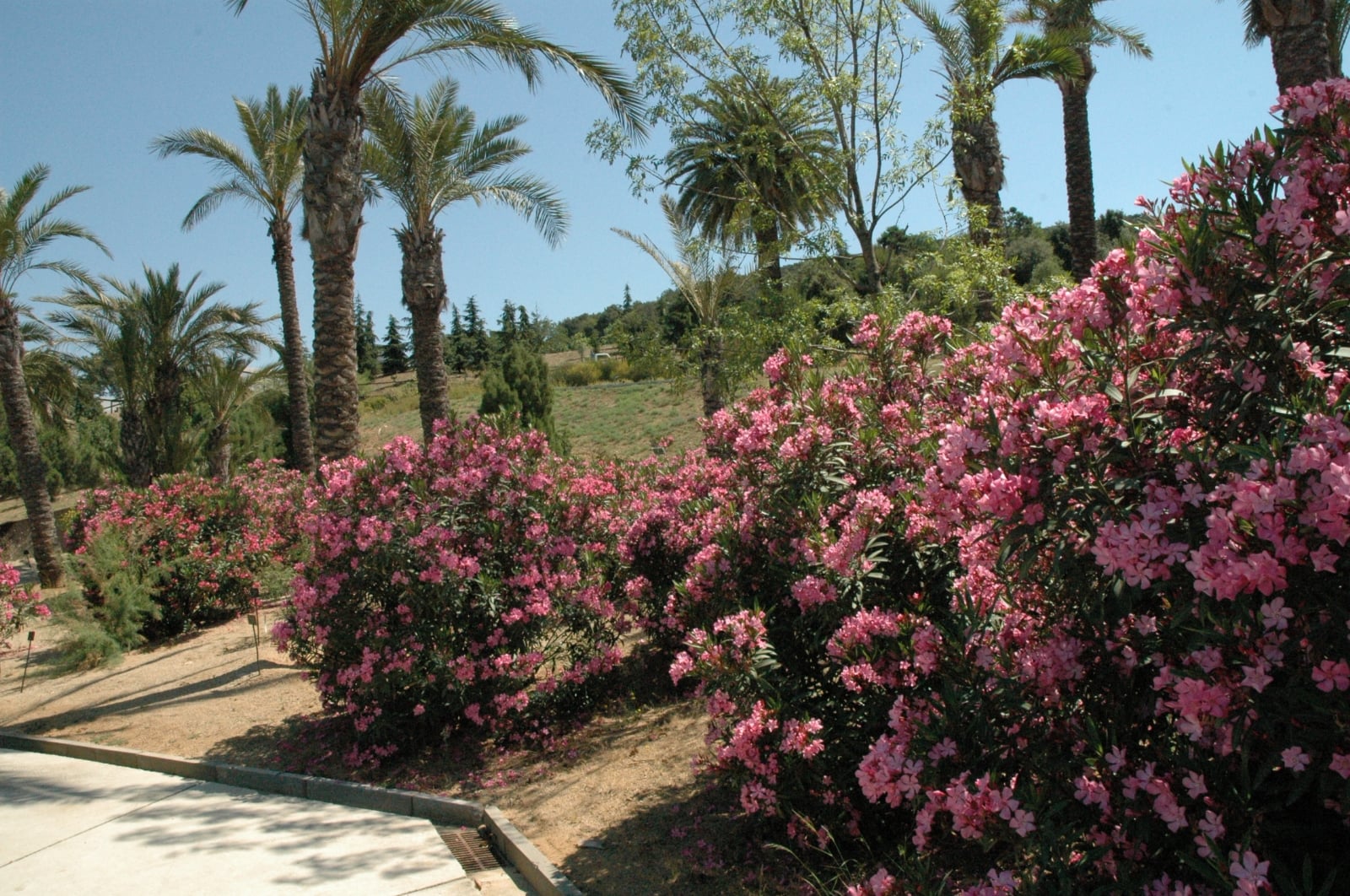 nerium-oleander.-bcn