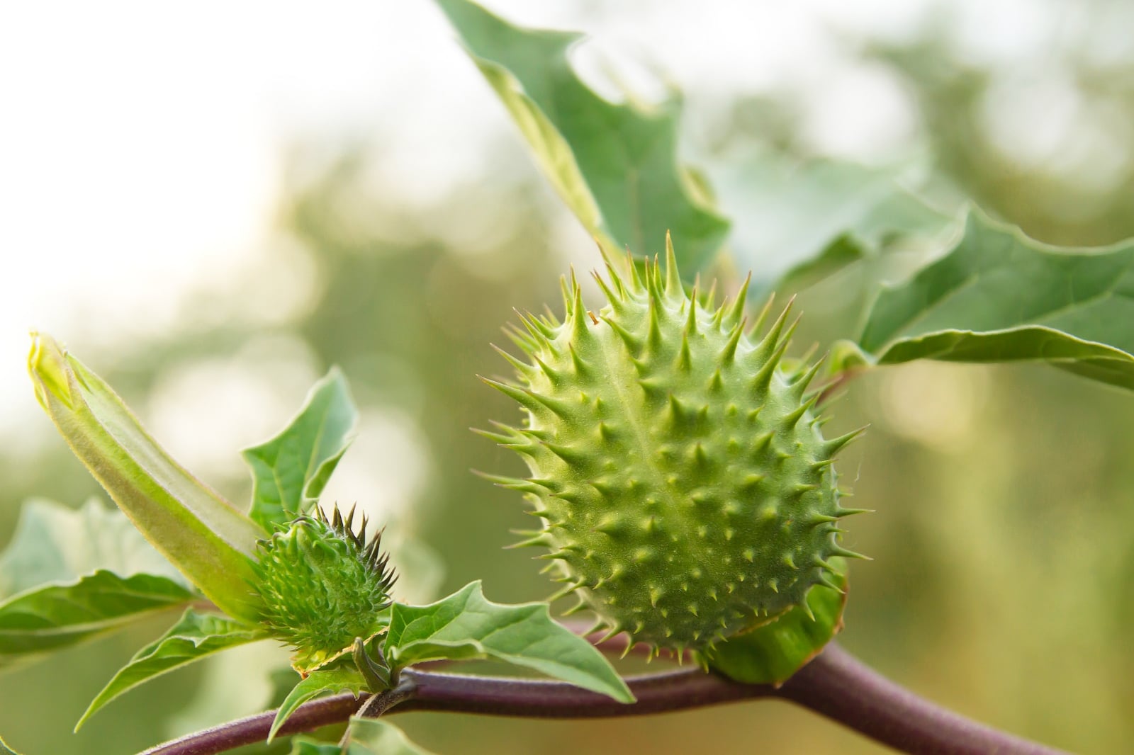 THC153-FLASH-PLANTAS_MAESTRAS-DATURA_STRAMONIUM-IDENTIFICACION_FRUTO-Depositphotos_545970324_XL