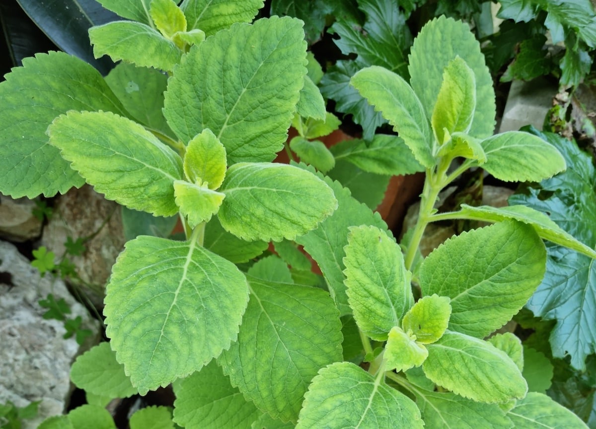 planta