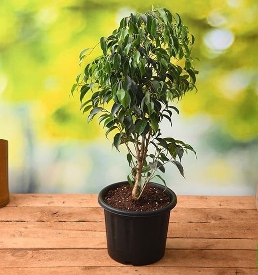 nurserylive-plants-ficus-benjamina-weeping-fig-plant_600x6001-e01d2e6814109bc61816509049660685-640-0
